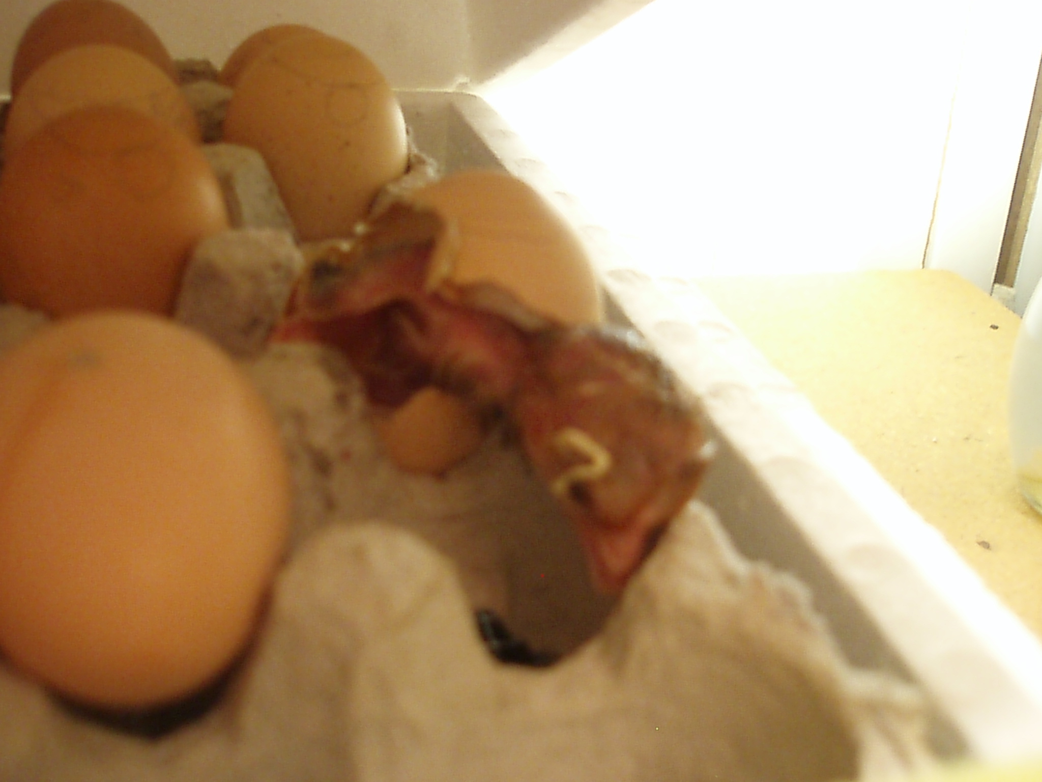 At 3:30pm he was completely hatched!