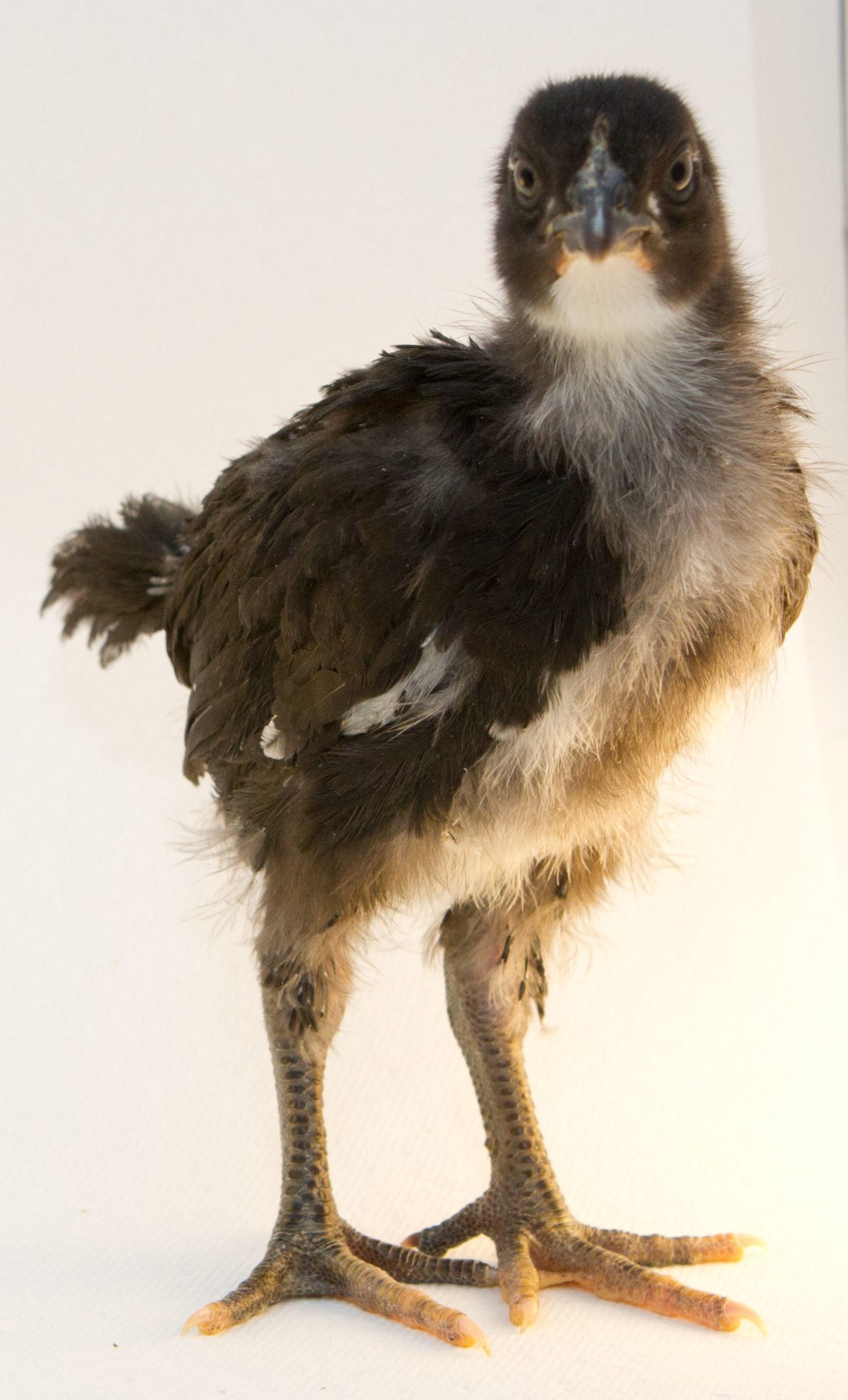 At 3 weeks old. She may be an ostridge.