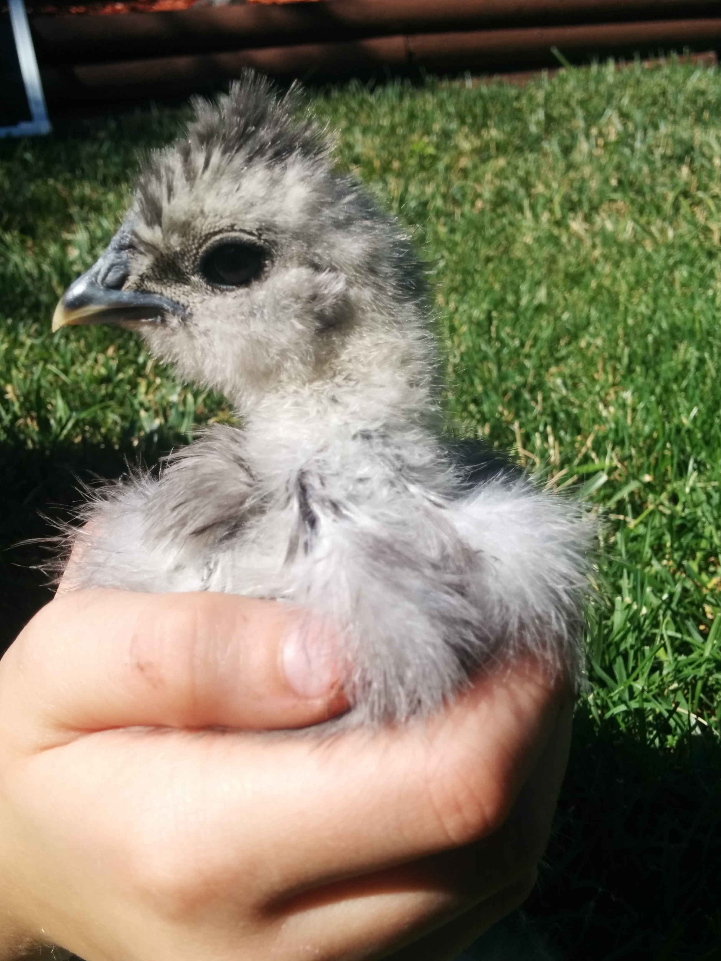 At 4 weeks no sign of waddles yet . Now askyourself, are those the eyes of a cockerel? Lol