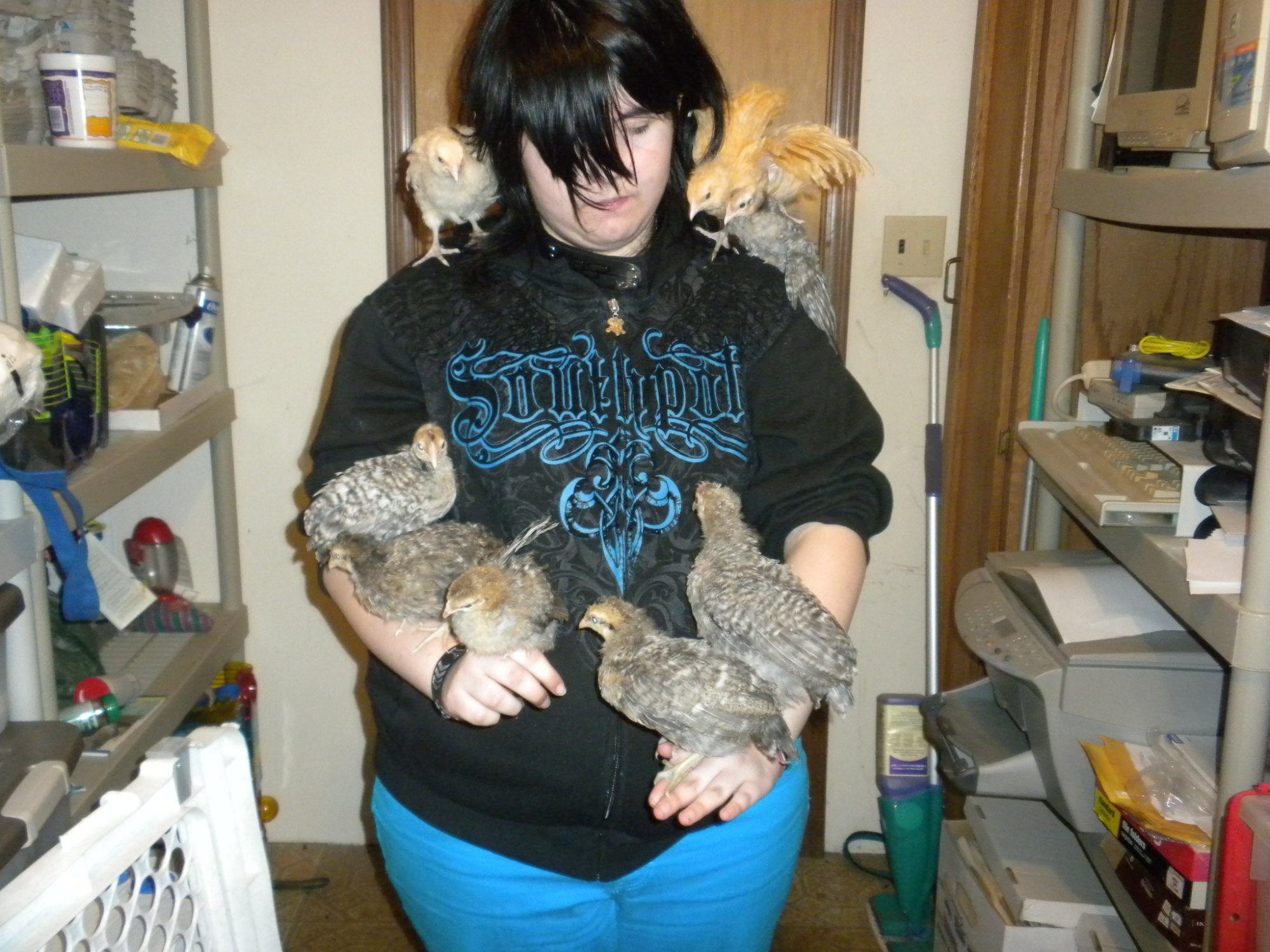 At 6 1/2 weeks.  This is my Niece Cheyanna and our chicks.  On her L shoulder  are Norbert and Lemon Cuckoo-Big Bird, R shoulder is Lemon Chalet.  From Left to Right on her arms are Pitta, Midnight, Briony, Thursday and Arnold.  They are about 6 1/2 weeks old. Arnold is twice the size of Briony and Norbert and he is getting a large and floppy comb. The girls are all developing crests and Briony has some funny wing feather on her right wing,  They seem to stick up.  As you can see they are very social and friendly.