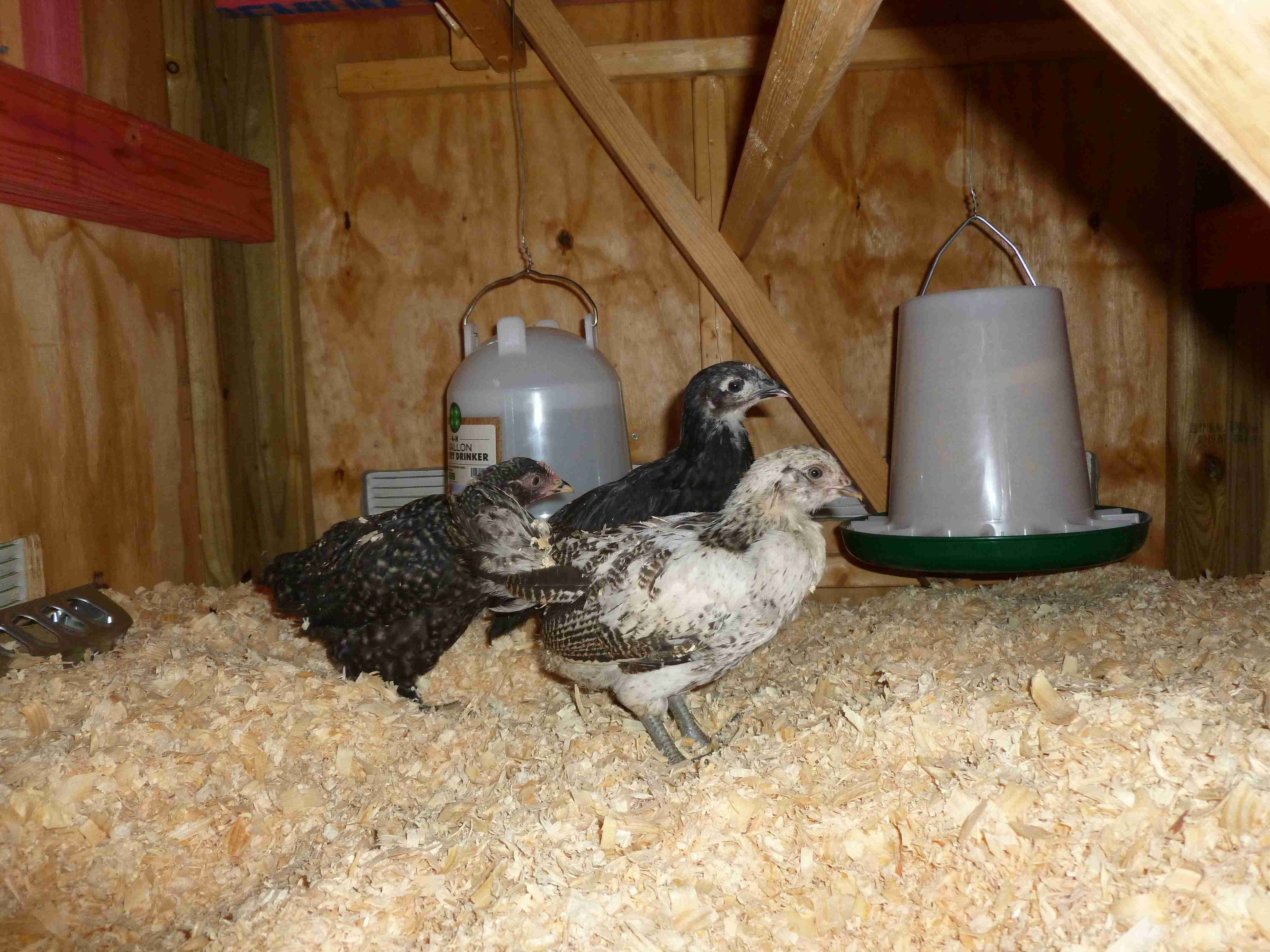 At 6 weeks old, first day in the coop.