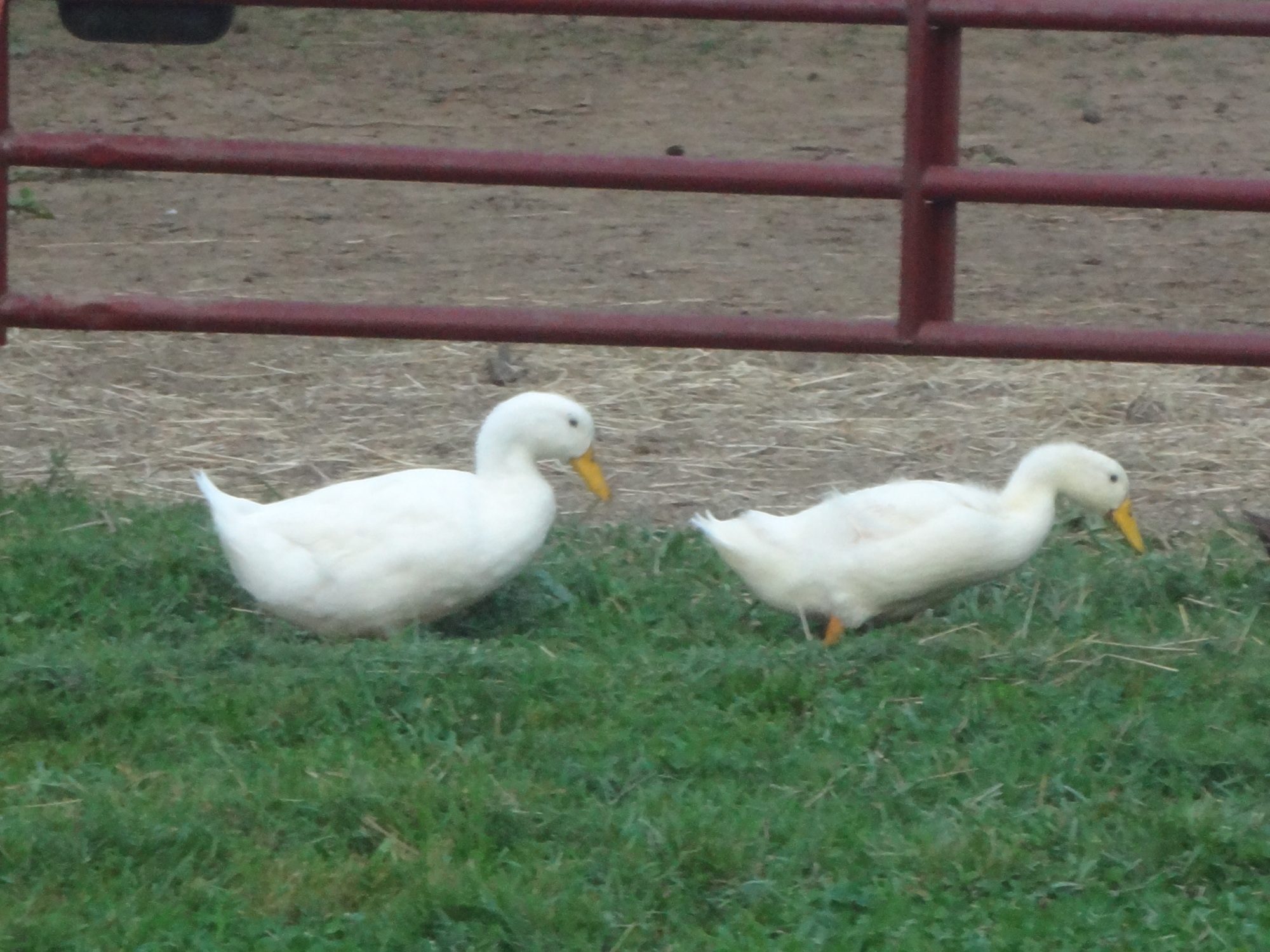 At 6 weeks old our duckling is almost as big as the full grown Pekin duck.   The "'duckling" is in the front, followed by our two year old duck.    Duckling was born July 6 and this picture is at exactly 6 weeks old.
I wonder if the "baby" will be a drake as I see differences in them.