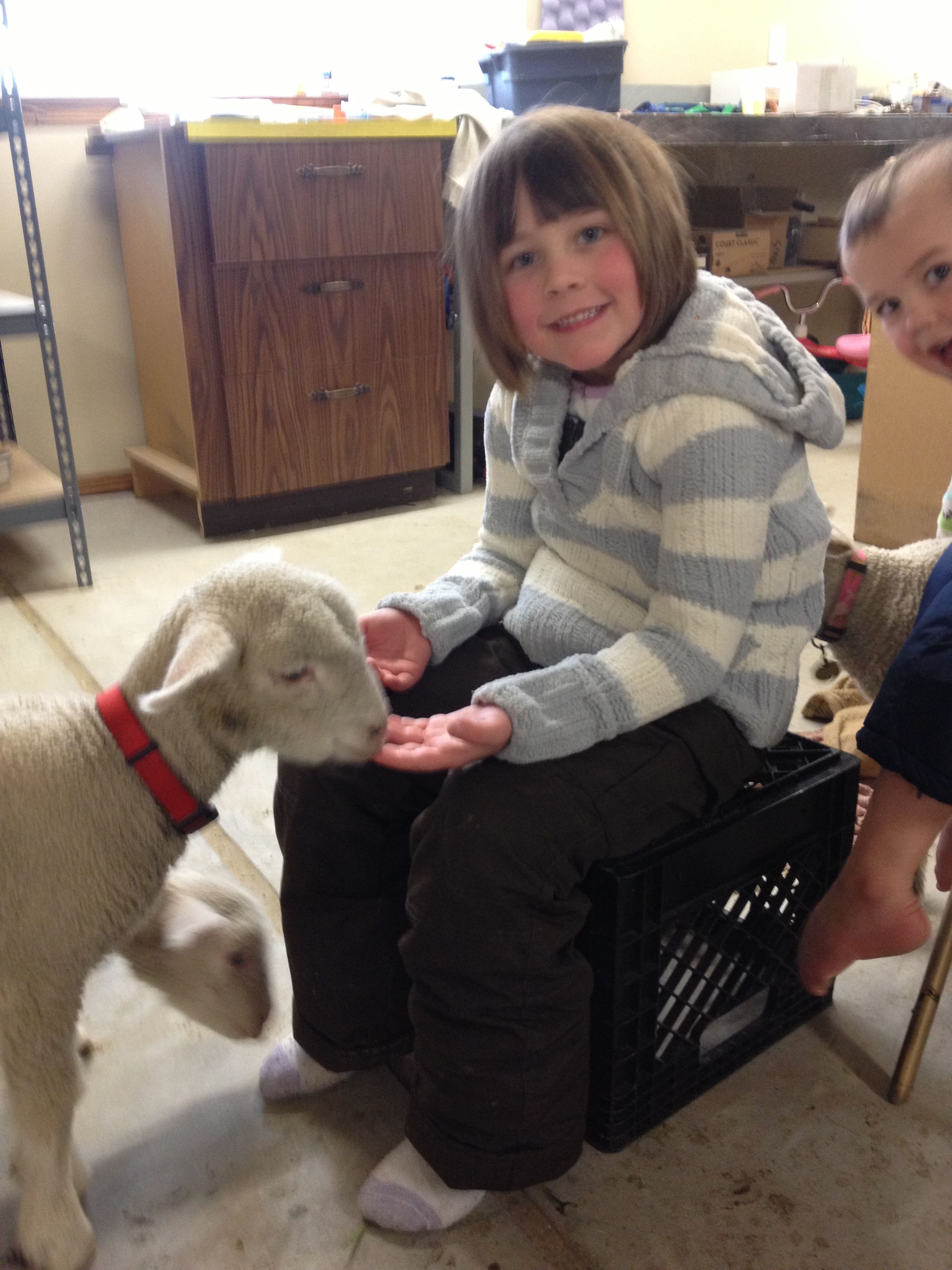 At a friends sheep ranch, bottle feeing an orphan sheep