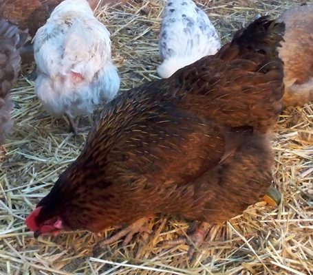 At her size, you would think she would lay the largest egg.... she doesn't.