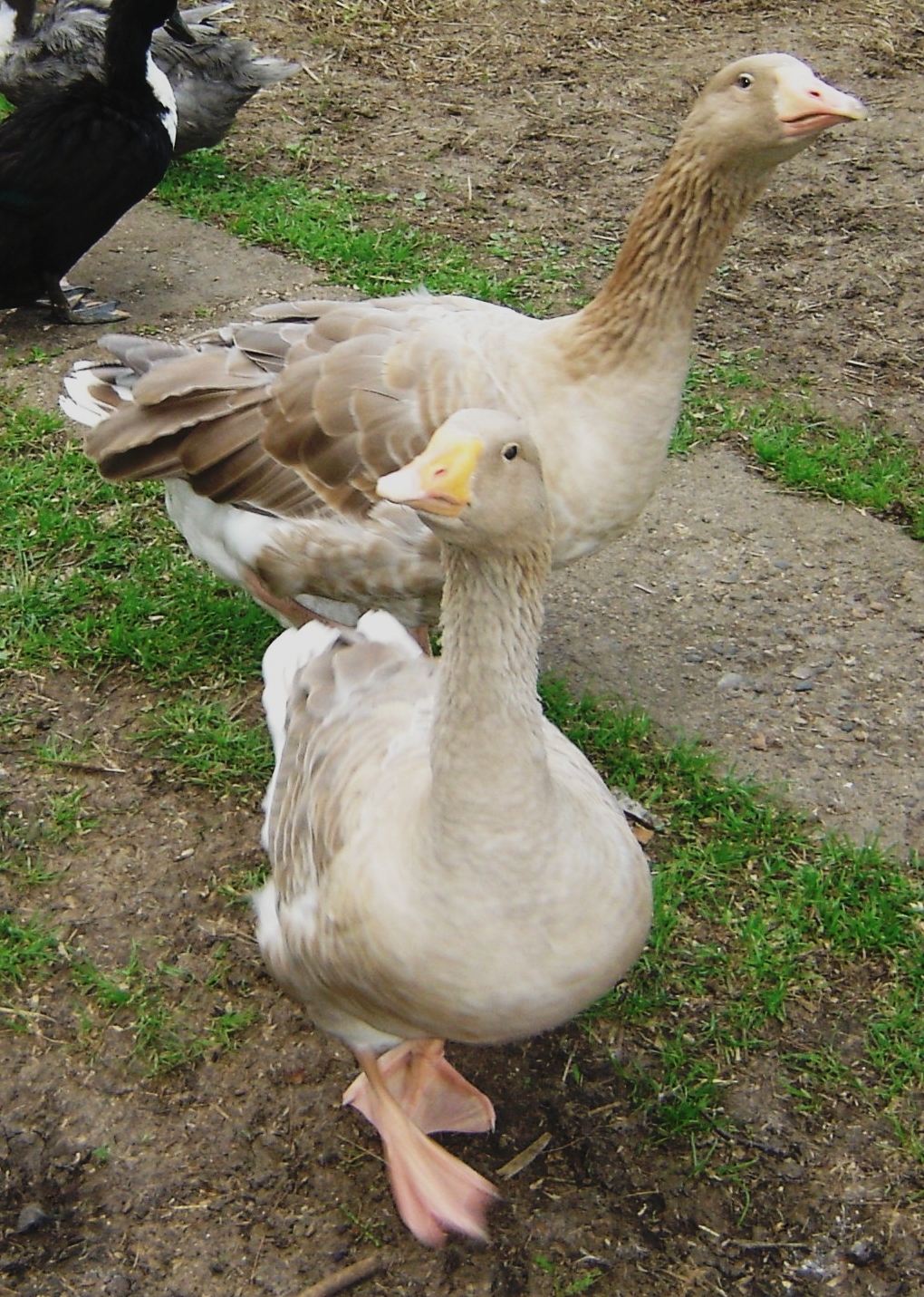 At one year, everyone's fat and happy and now have the run of the place. We've learned so much and plan to get some Buff ducklings this summer. Thanks for looking at our little flock.