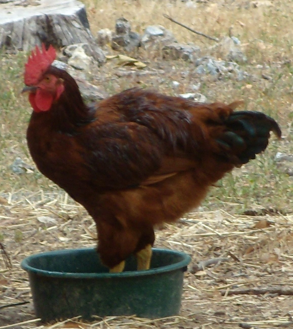 At several times during each day I can go outside or look out the window, if I don't see Rocky standing in a water dish I start to worry.