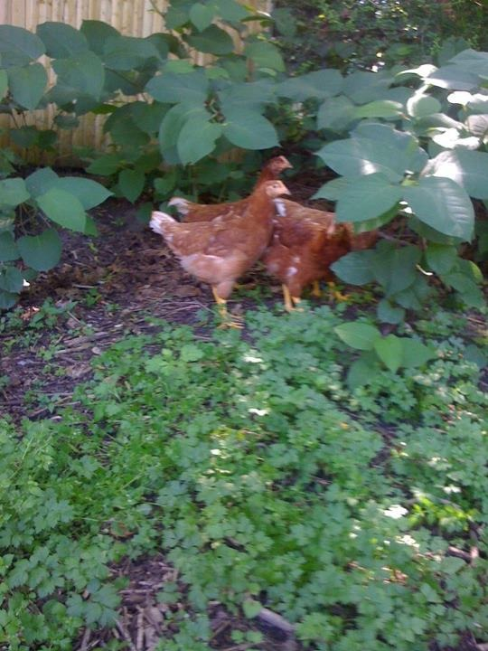 at the bigining i got a pre-built coop, but i should nt buy was small and wasnt what i was looking, os they stay at the porch , but when i was at my back yard they was freeeee.