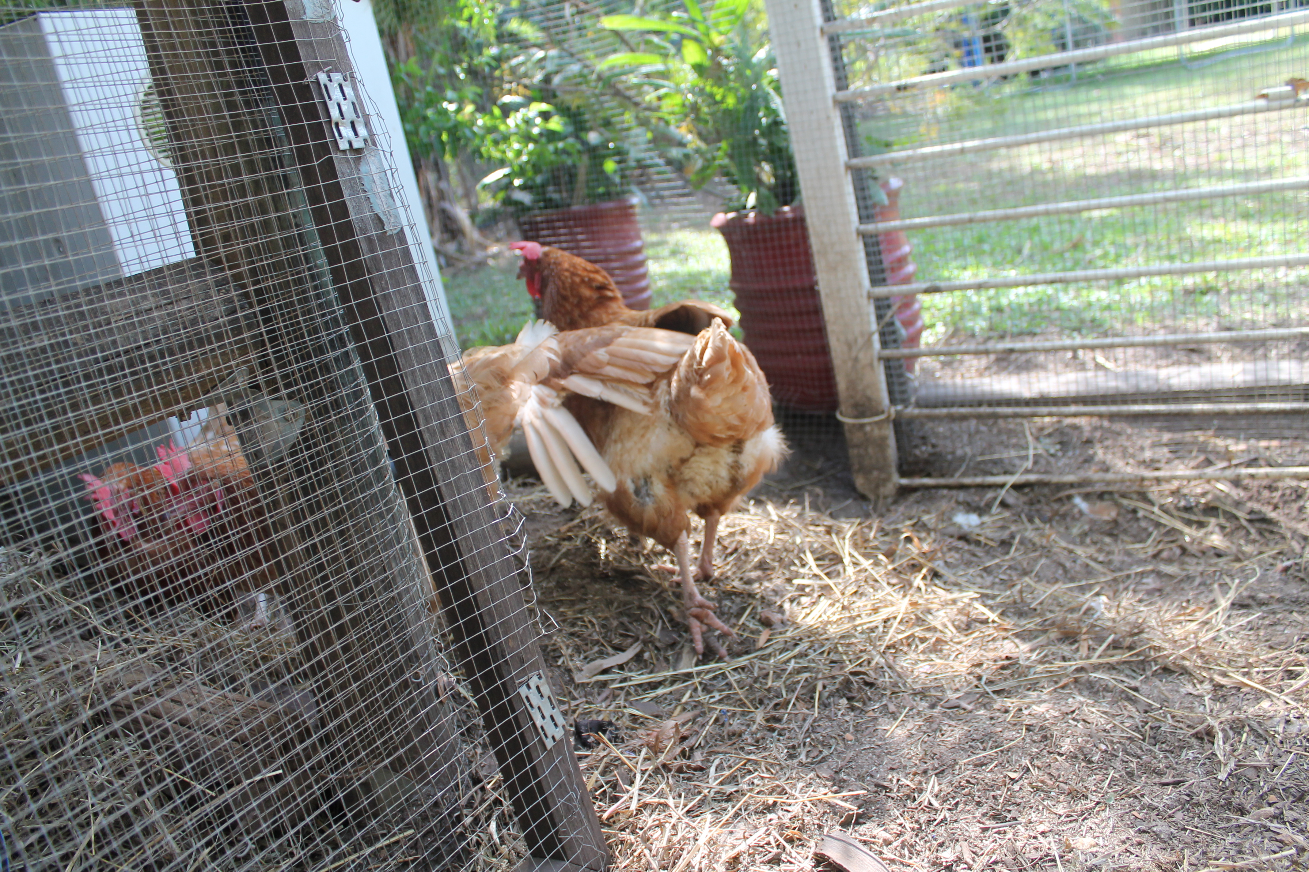 At the left of the picture is the coop door, which is completely removable.  Every morning I just unclick it and lean it against the coop.