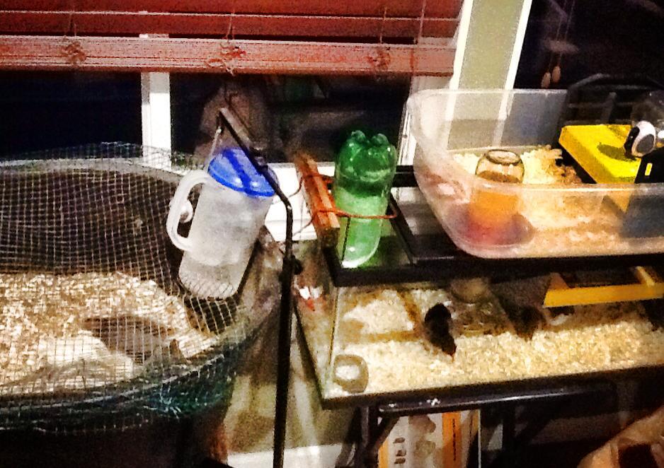 At the peak of my obsession. When I started to stack makeshift brooders of various ages of hatches, I knew I had a problem....so I got a bigger bator and remodeled my coop!