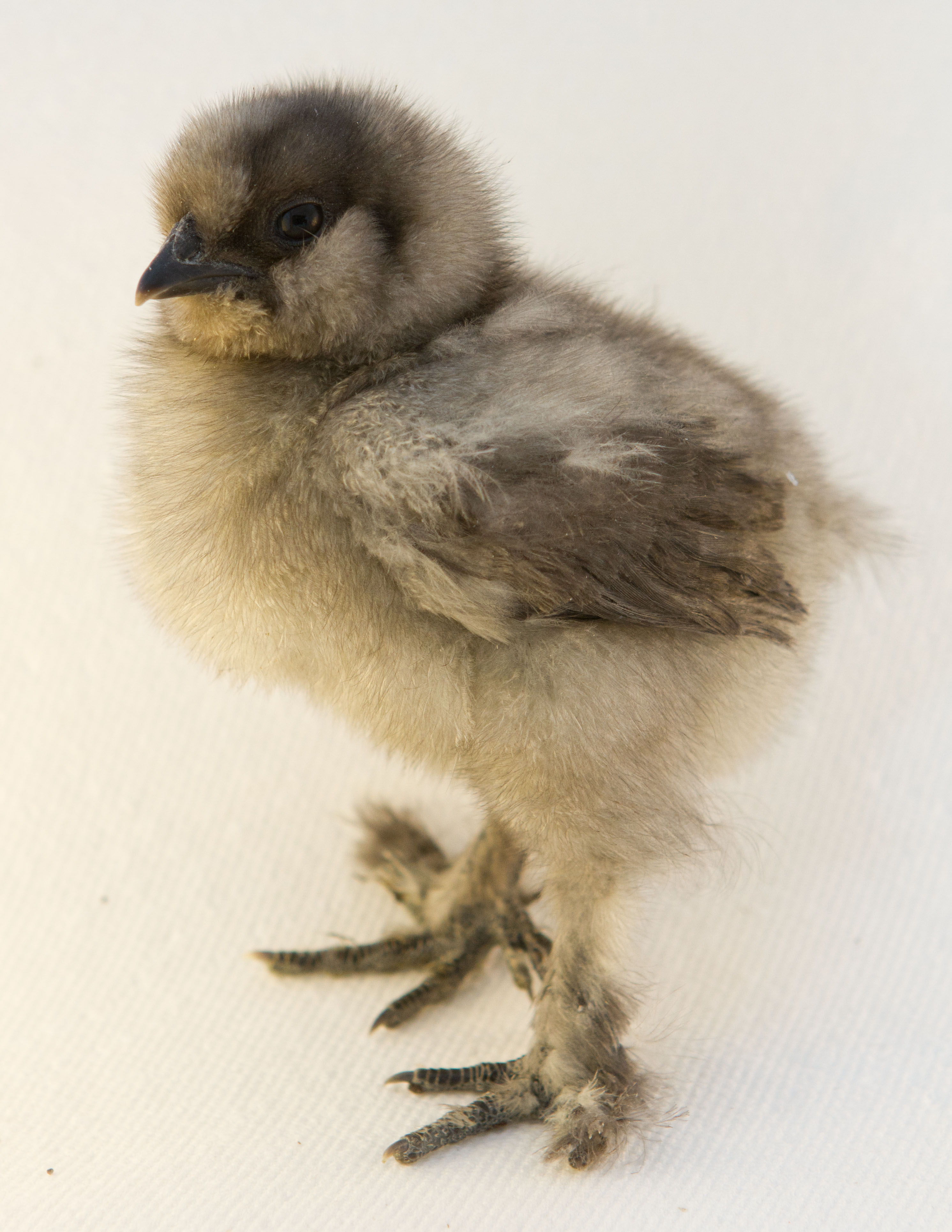 At two weeks old