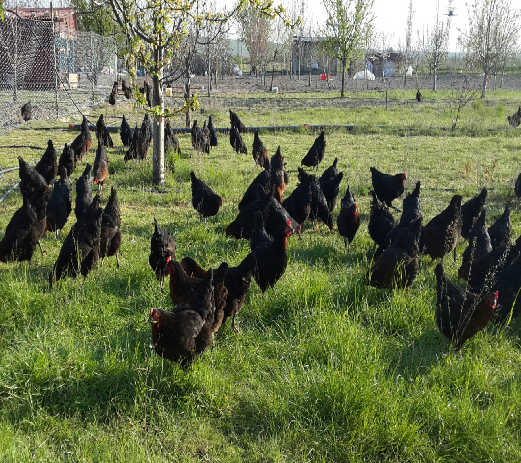 atak s chicken
https://kanatliblog.wordpress.com