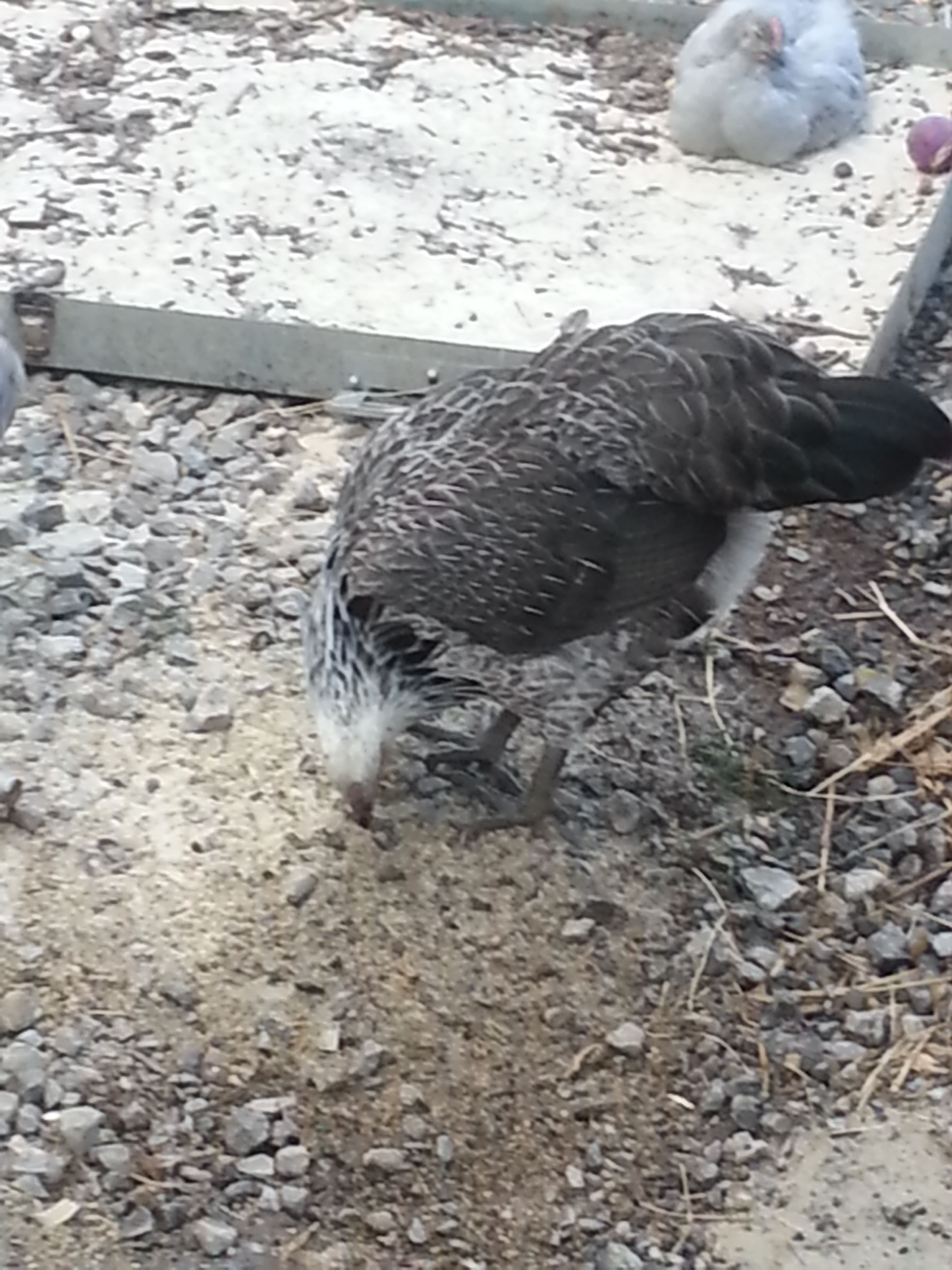Athena my Eagle look alike