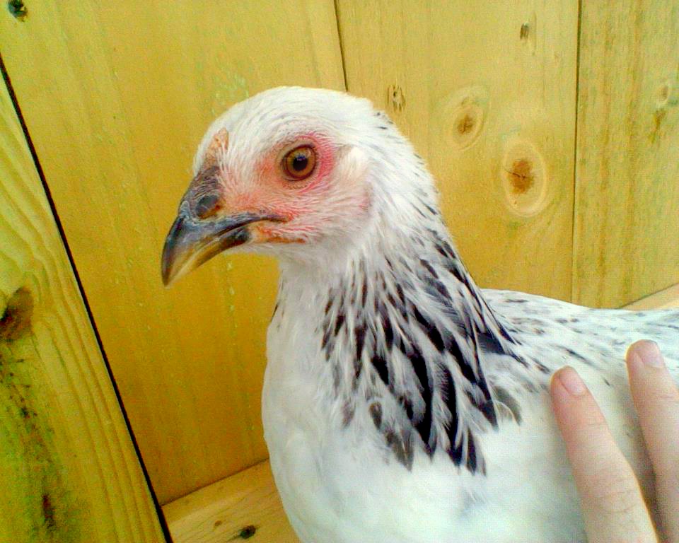 Atilla.jpg My 3 month old brahma Atilla :)