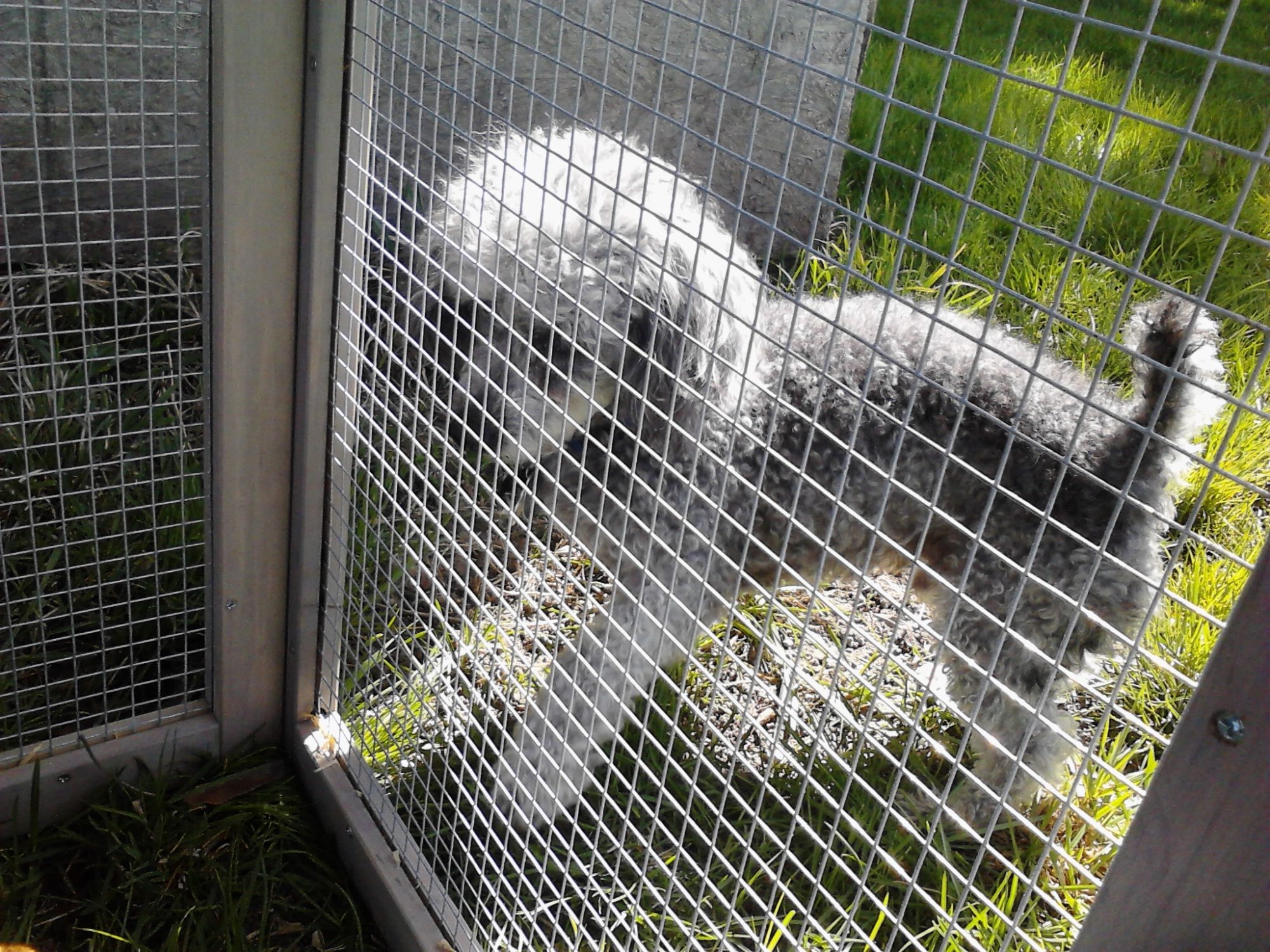 Atlas just wanted to play with them! (Read: eat them!)  We eventually had to put him back in the house because he was scaring the girls.