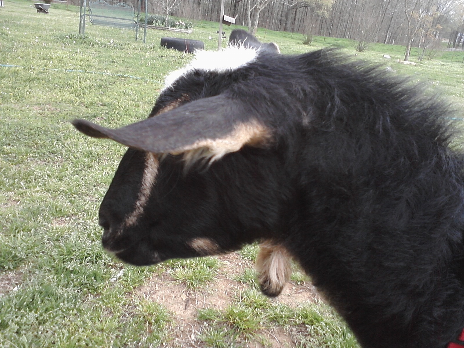 Attack goat!
