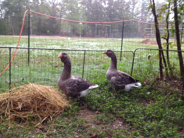 Atticus and Finch Checking Out Their New Home, October 24, 2012