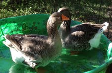 Atticus & Finch in Pool, October 28, 2012