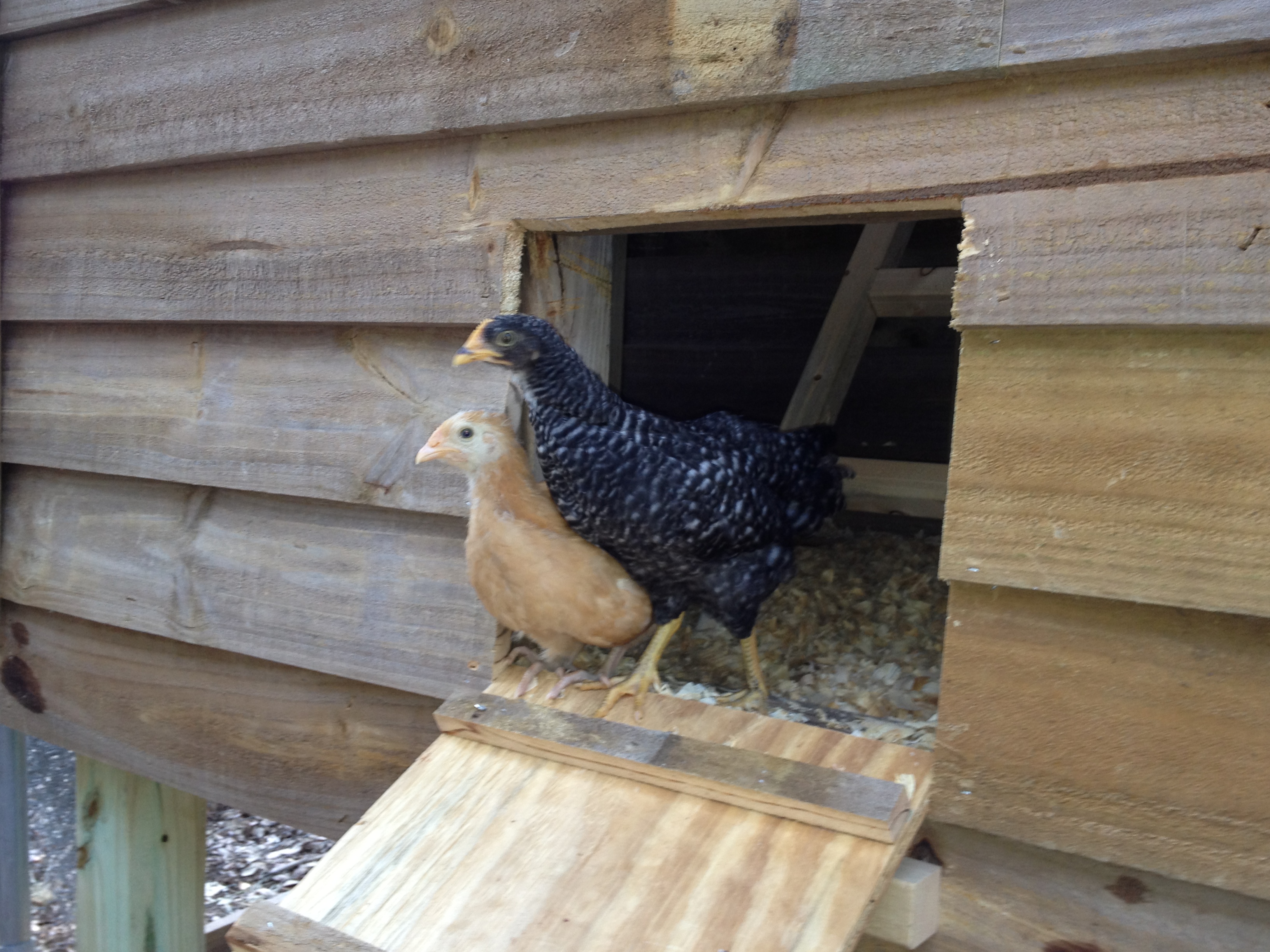 Attila and Annie coming out of the coop