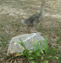 Aubrieanne as a gosling.