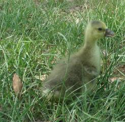 Aubrieanne not long after hatching.