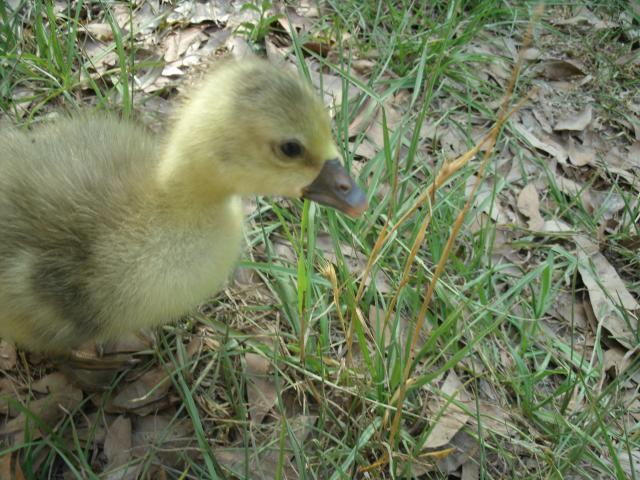 Aubrieanne.