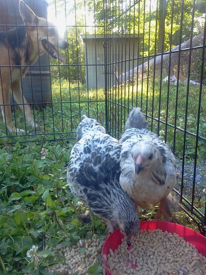 Auction bought light Brahma bantam pullets