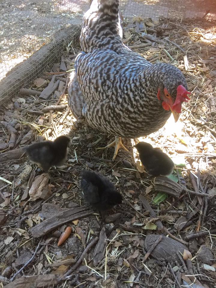 Audrey and her chicks at 5-days old