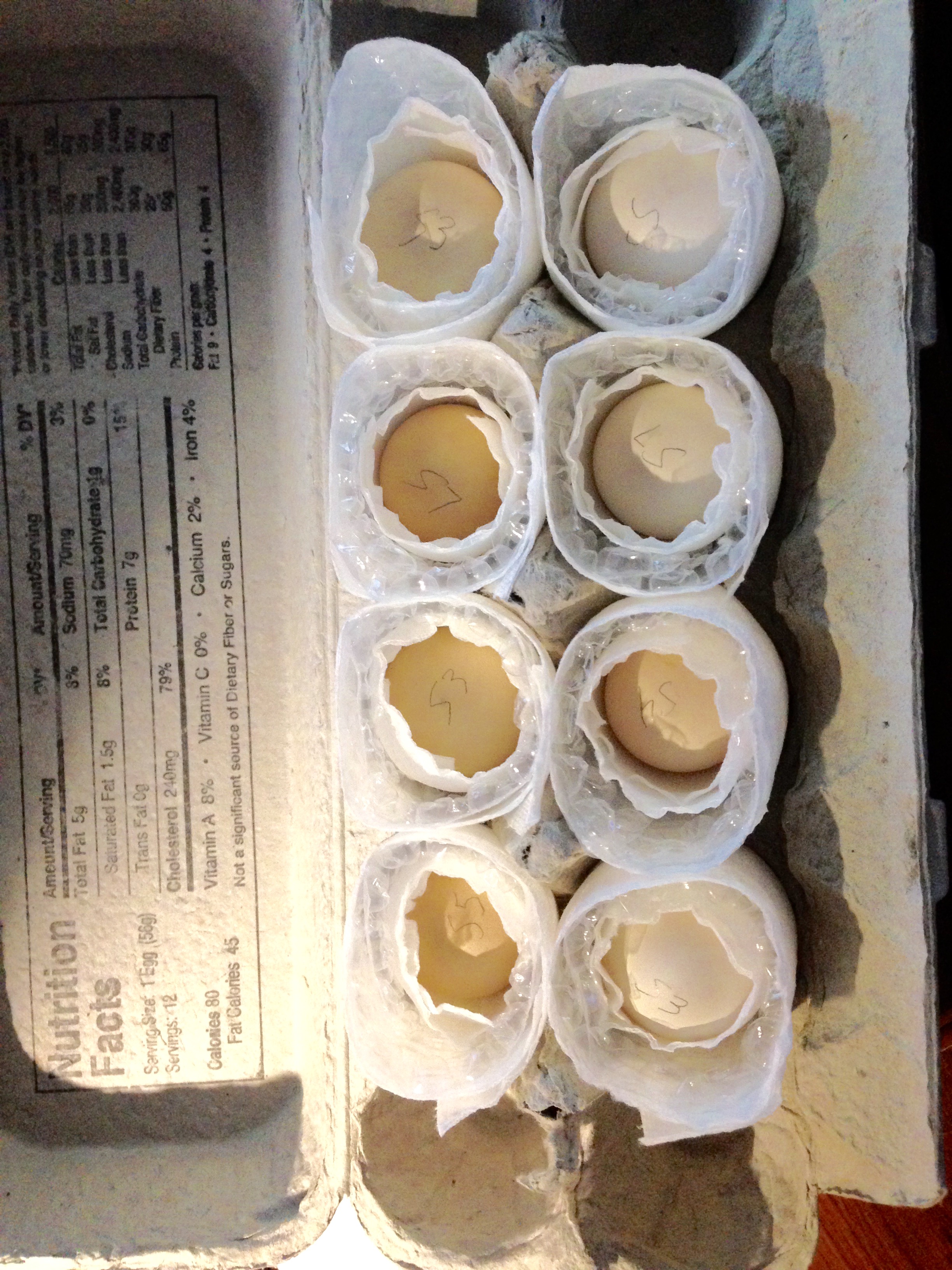 Aug 19th 2015
My first eggs ever to incubate!