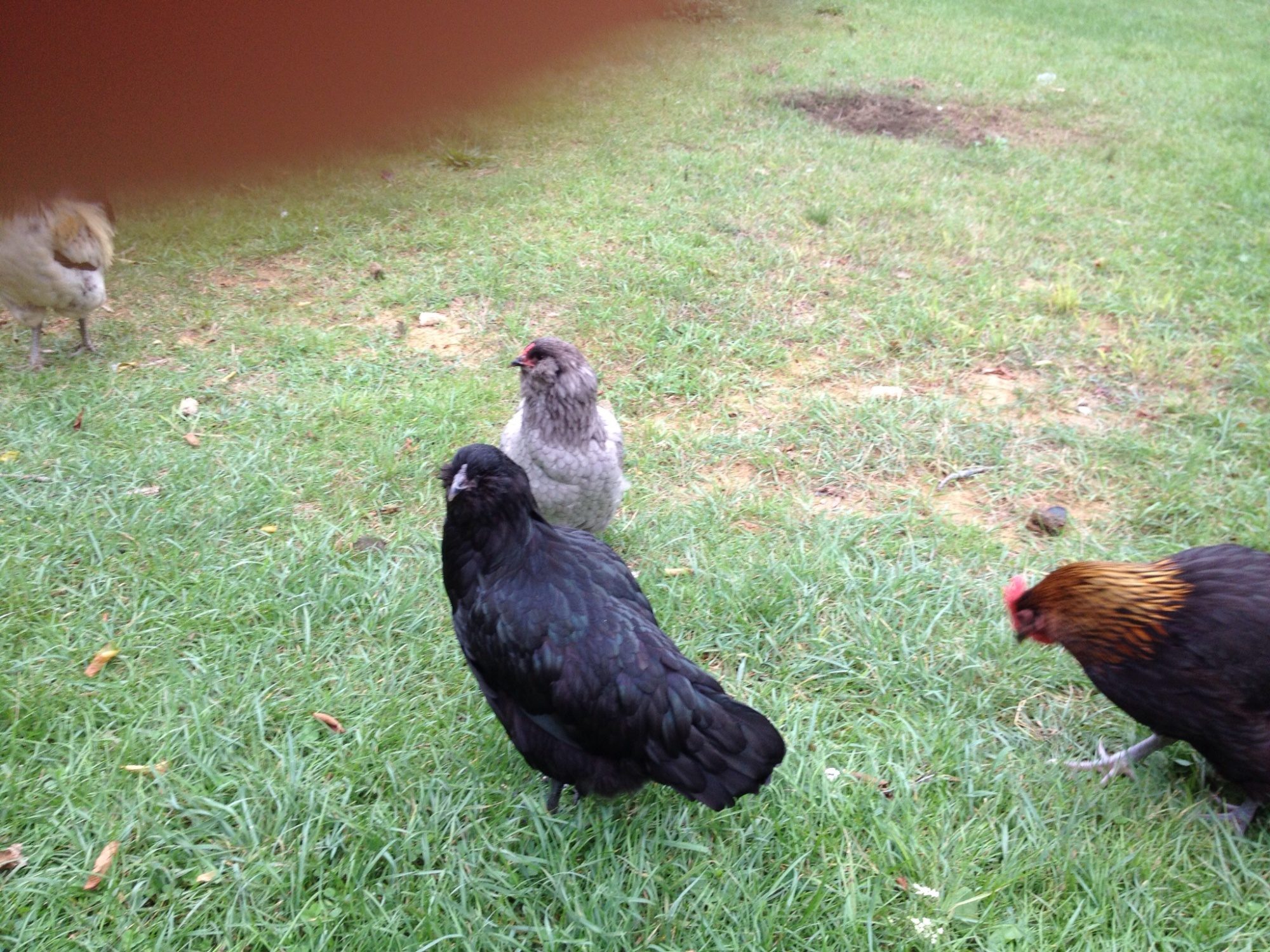 Aug 2014. Lela, FBCM, to the right...