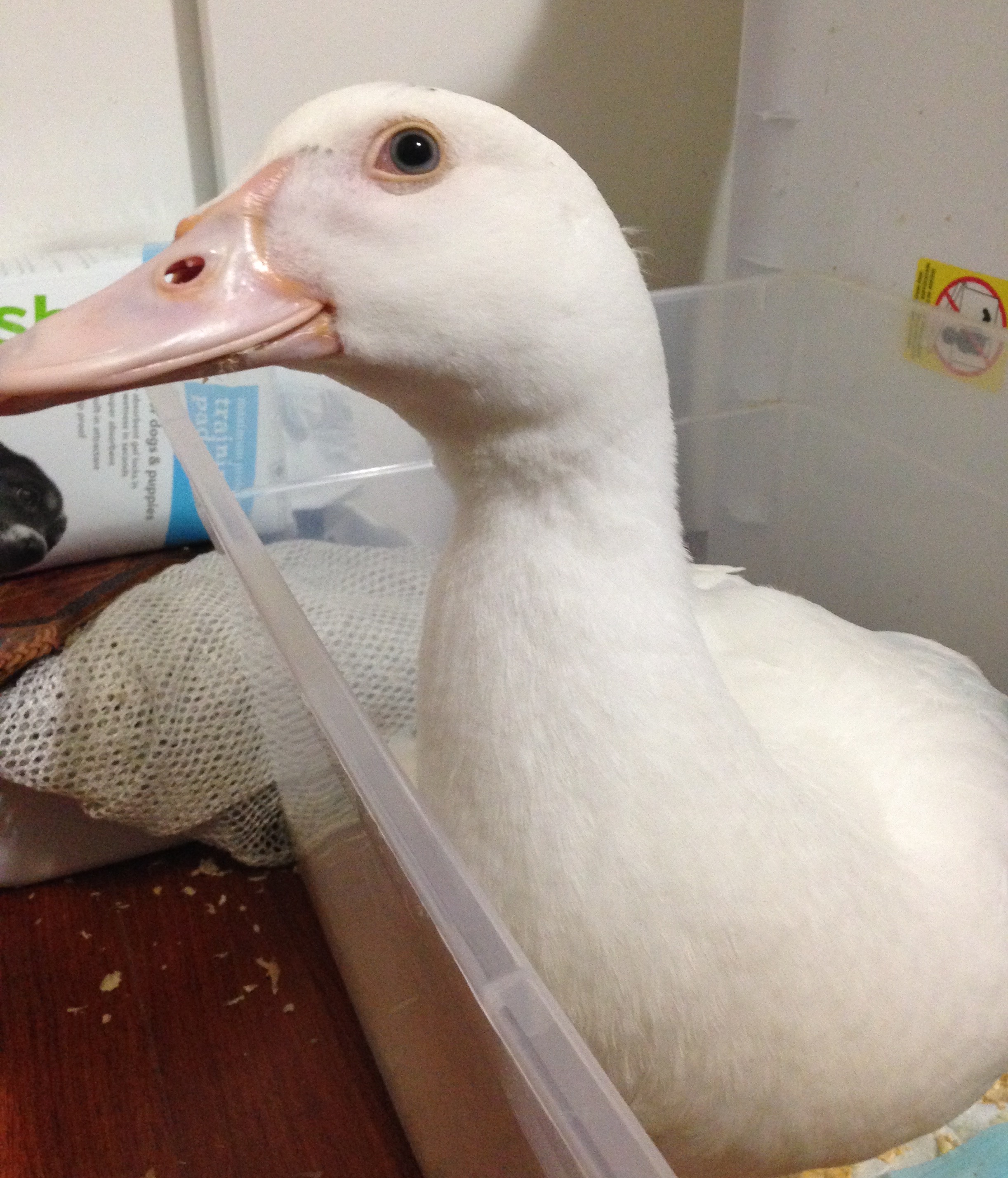 Aug 25th, 2015
Dandy River in her bed box