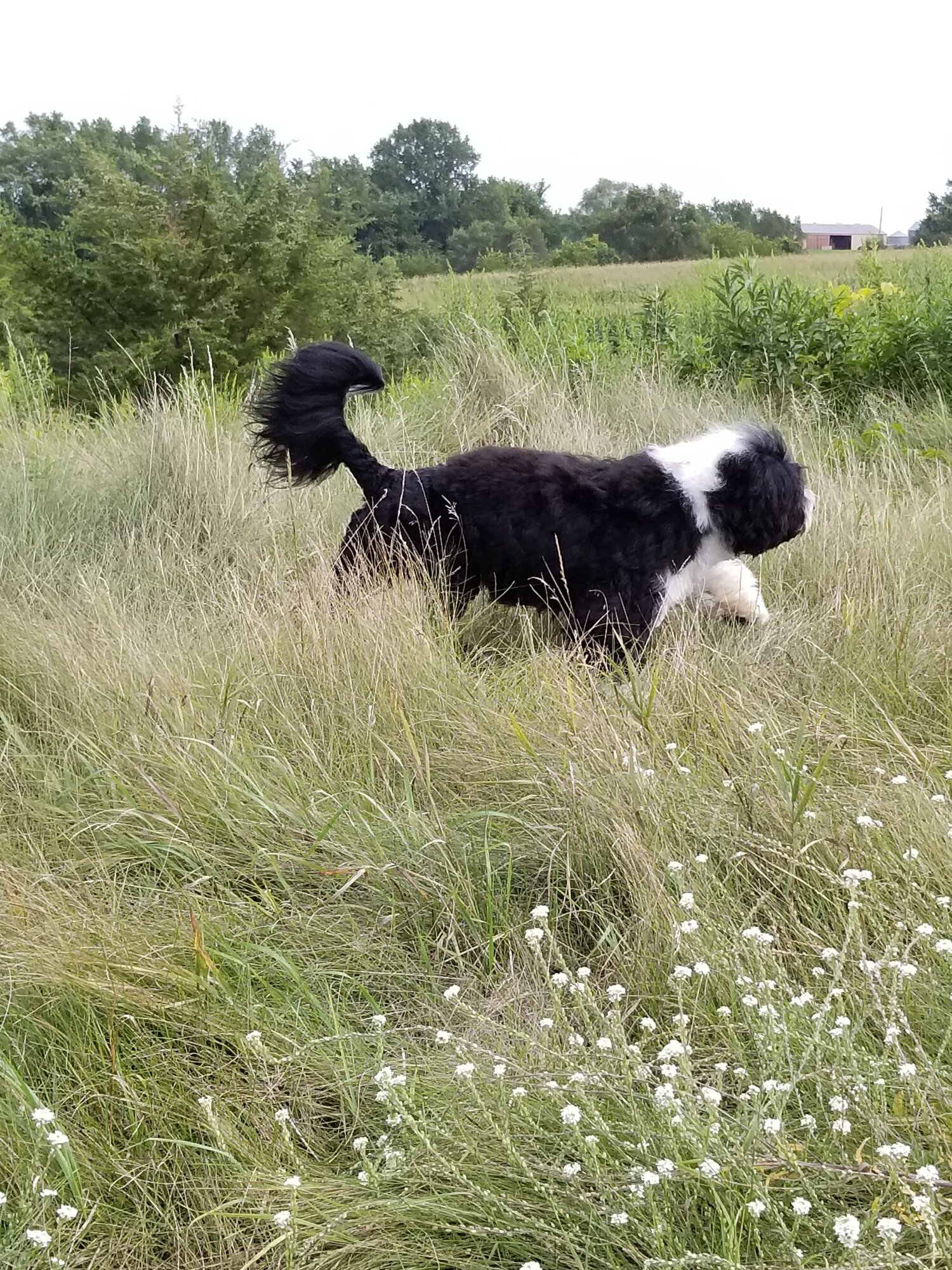 Auggie in the grass