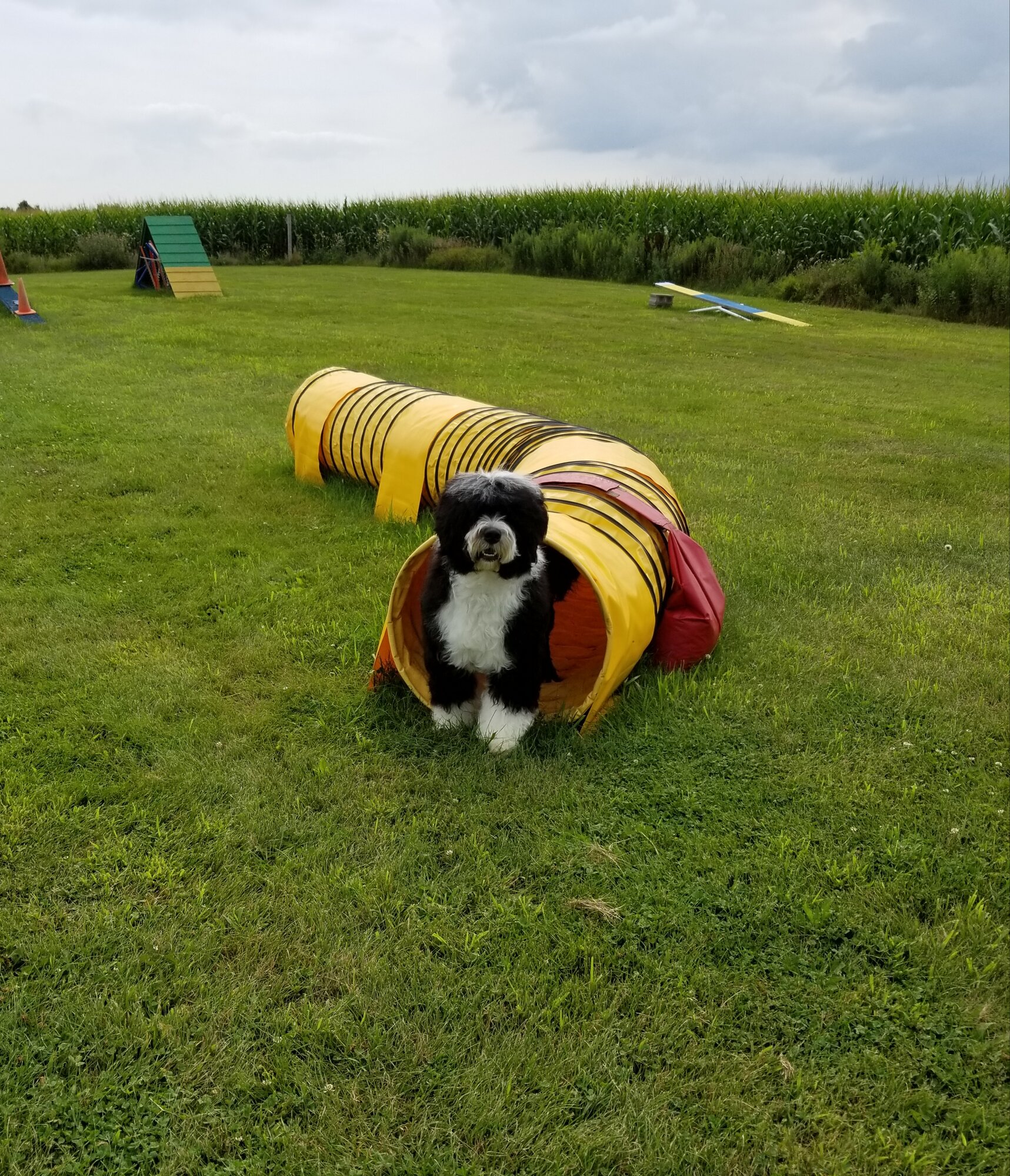 Auggie posing for the camera