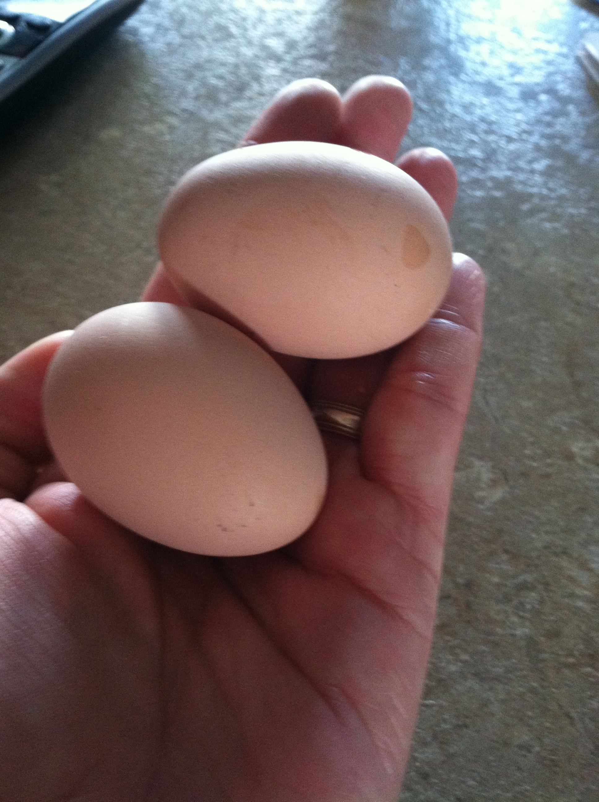 August 2013-My first 2 eggs :) I remember running to the house to show my kids :)