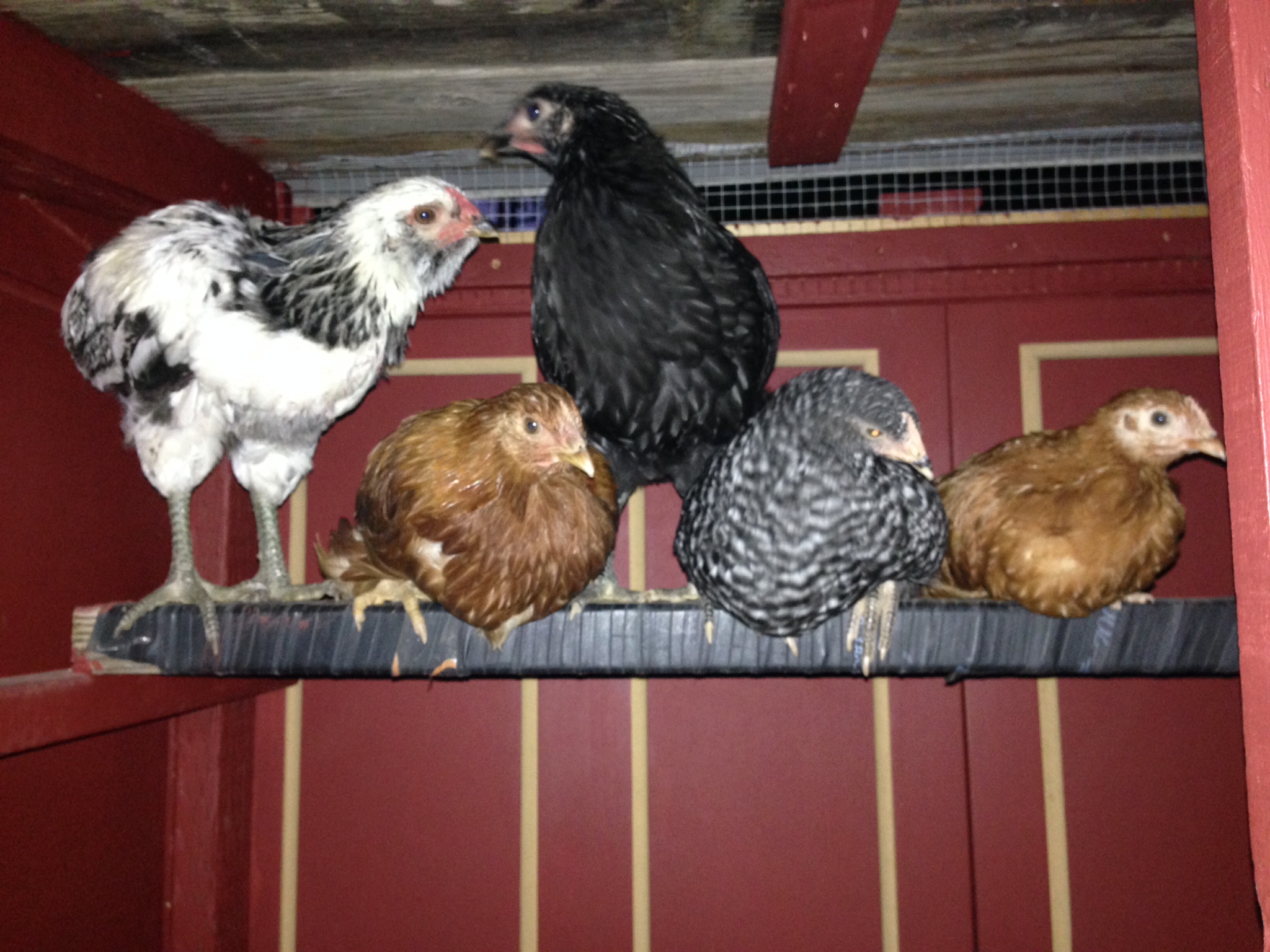 August 2015: I got four new chicks from Dare2Dream Farm in Lompoc, CA. Then the Easter Egger turned out to be a roo (What is it with me and roosters...??), and they gave me a little New Hampshire Red to make up for his maleness.