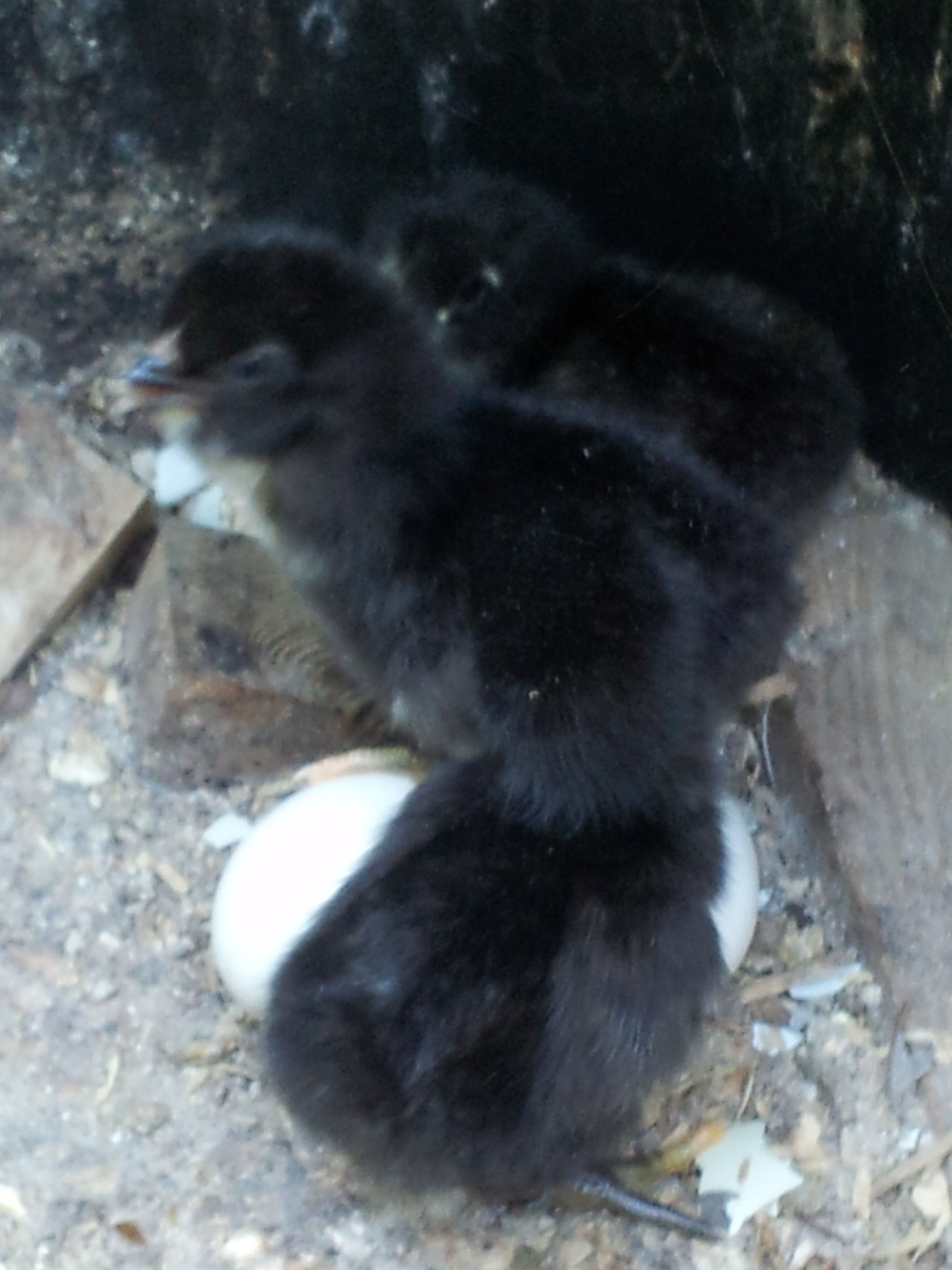 august 3rd we found this babies in a bucket that lucy my bantam hennie was sitting on but we didn't know they were fertile bcuz Lucy or Houdini  never stay with the other hennies...here when we found were they were laying we had 16 eggs and only left 6 eggs in the bucket 3 of Lucy's and 3 of Houdini's eggs and it was Houdini's that hatched...they are now 1 1/2 months old