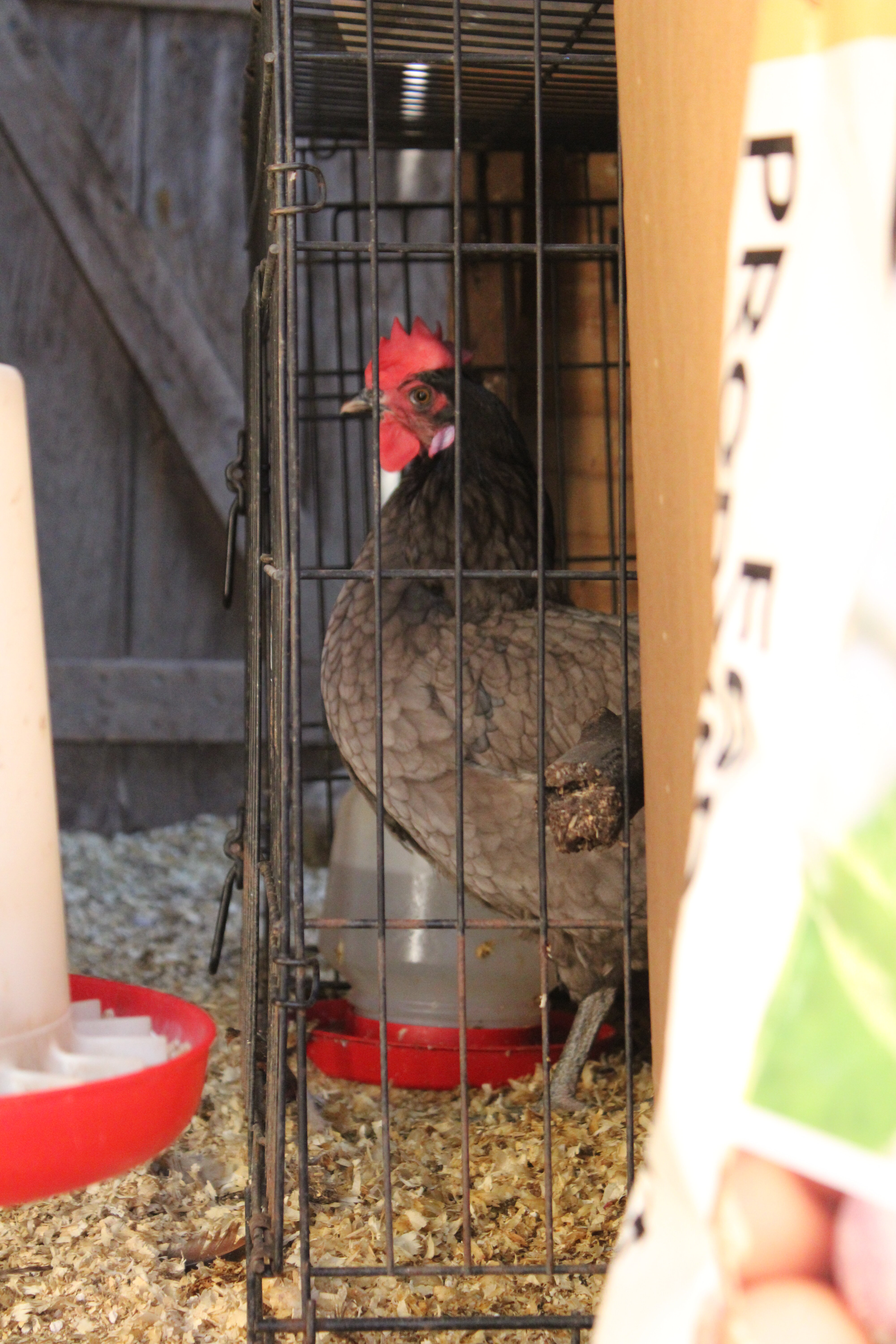 Aundria in Jail