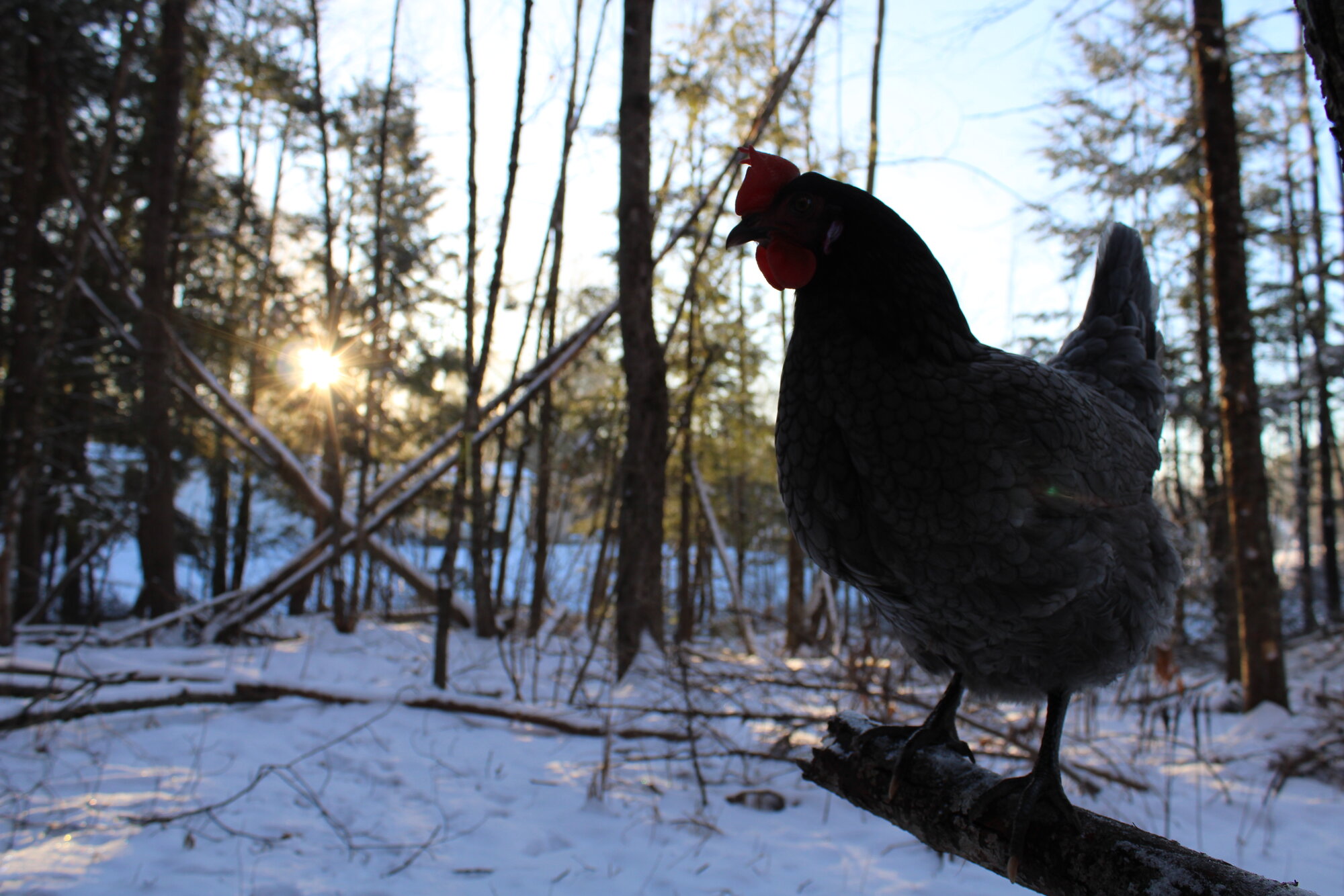 Aundria the Blue Rock