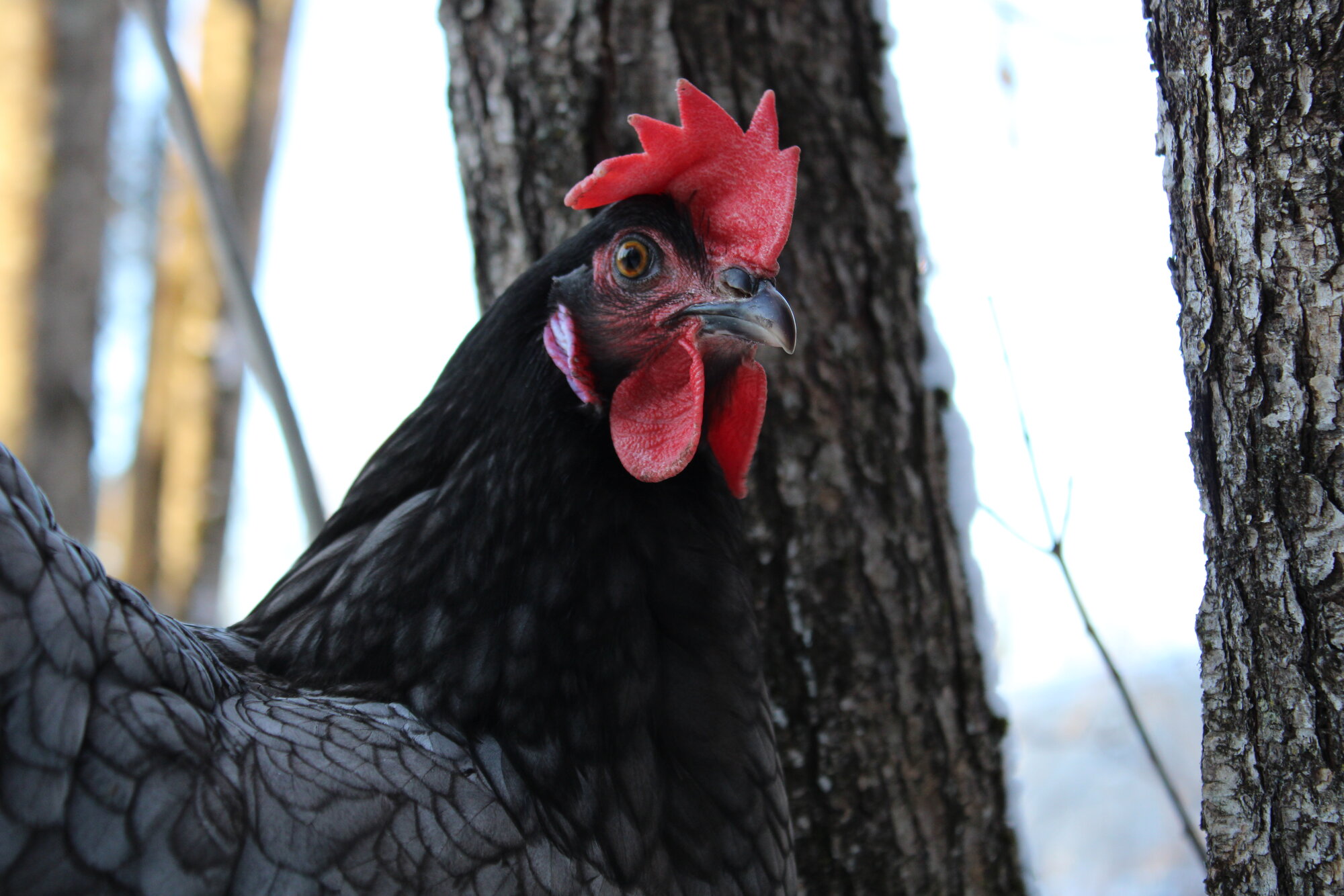 Aundria the Blue Rock