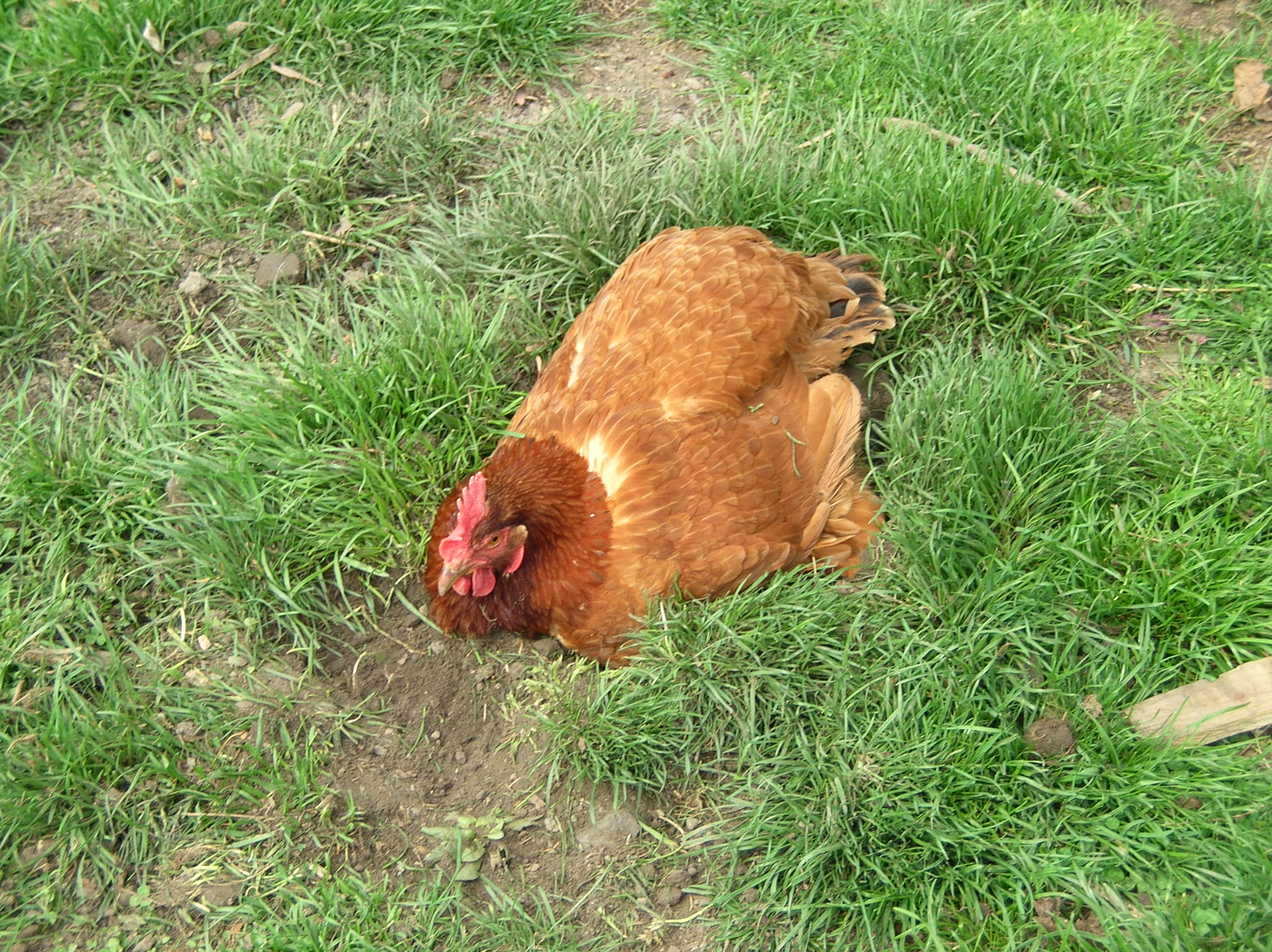 Aunt Connie in The Chicken Hole.