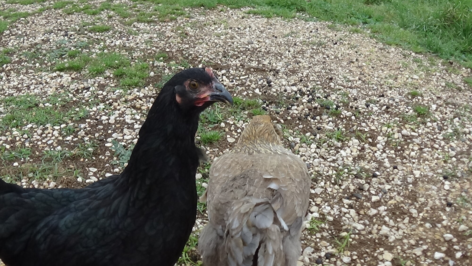 Aussie 2(Blue bell 5).JPG