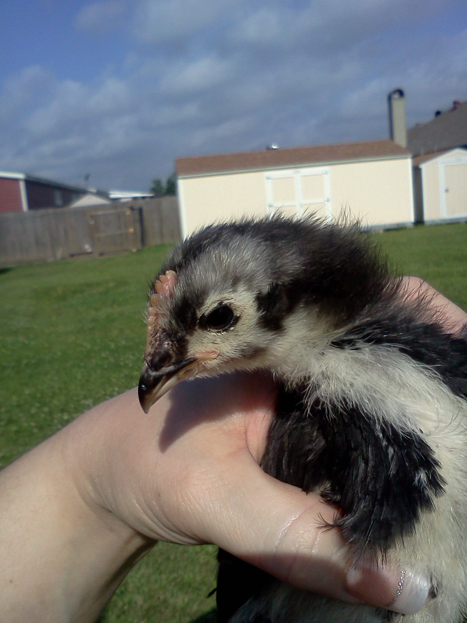 Aussie an Austrolorp and a cockerel