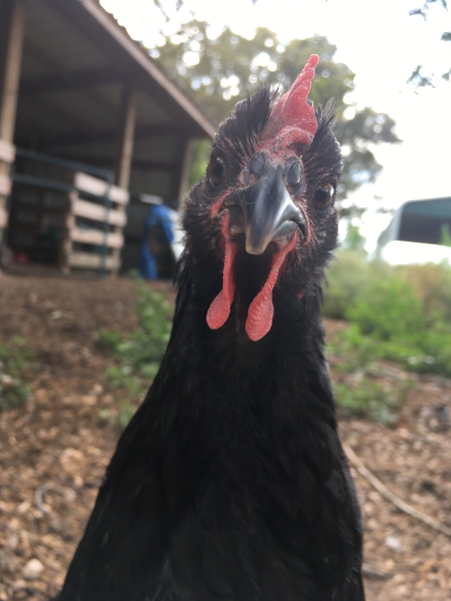 Aussie