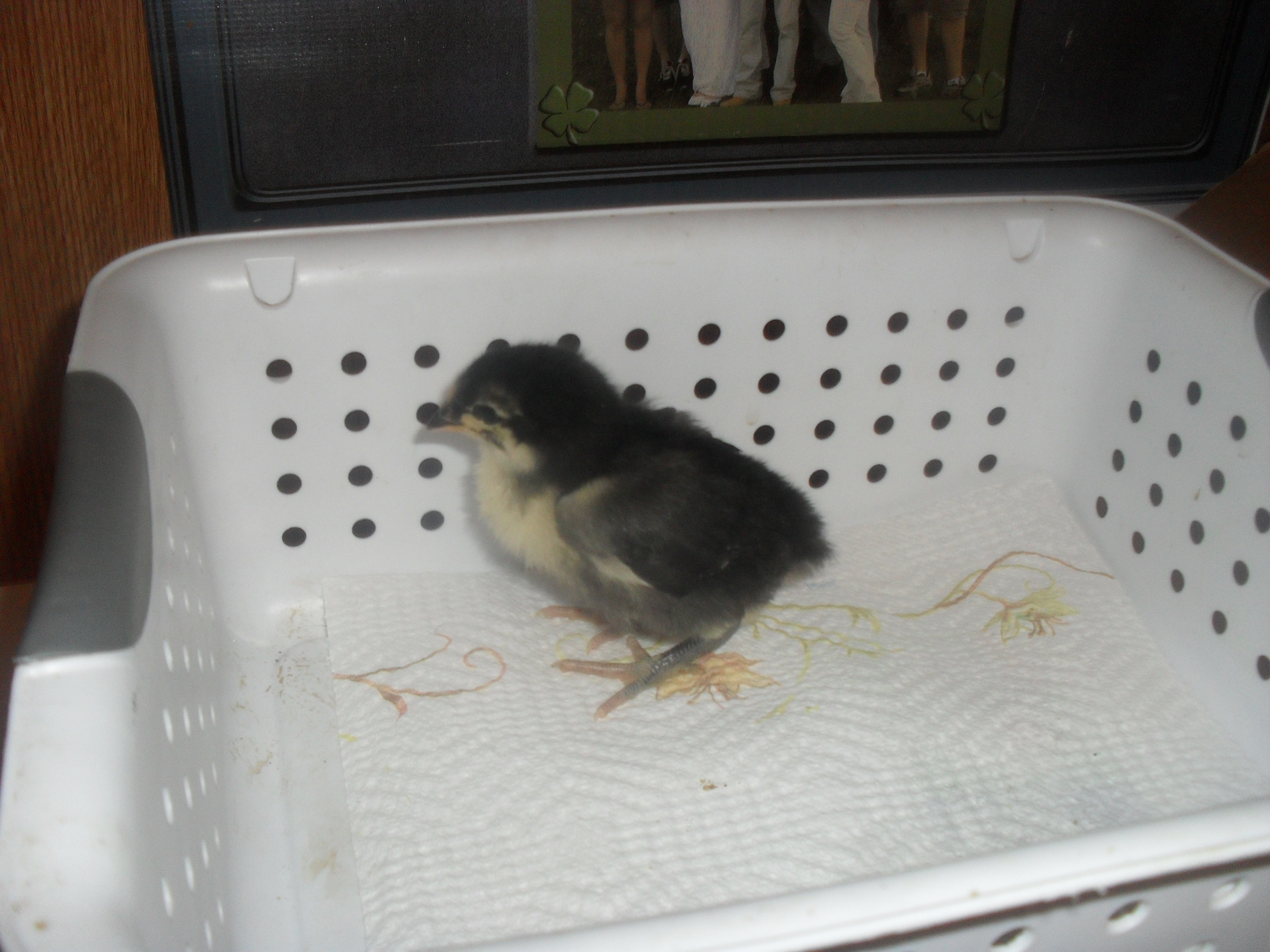 Austin, Australorp 1wk
