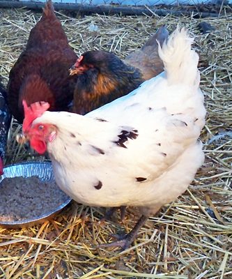 Austra White - hybrid develped by a local hatchery.

Black Australorp x White Leghorn