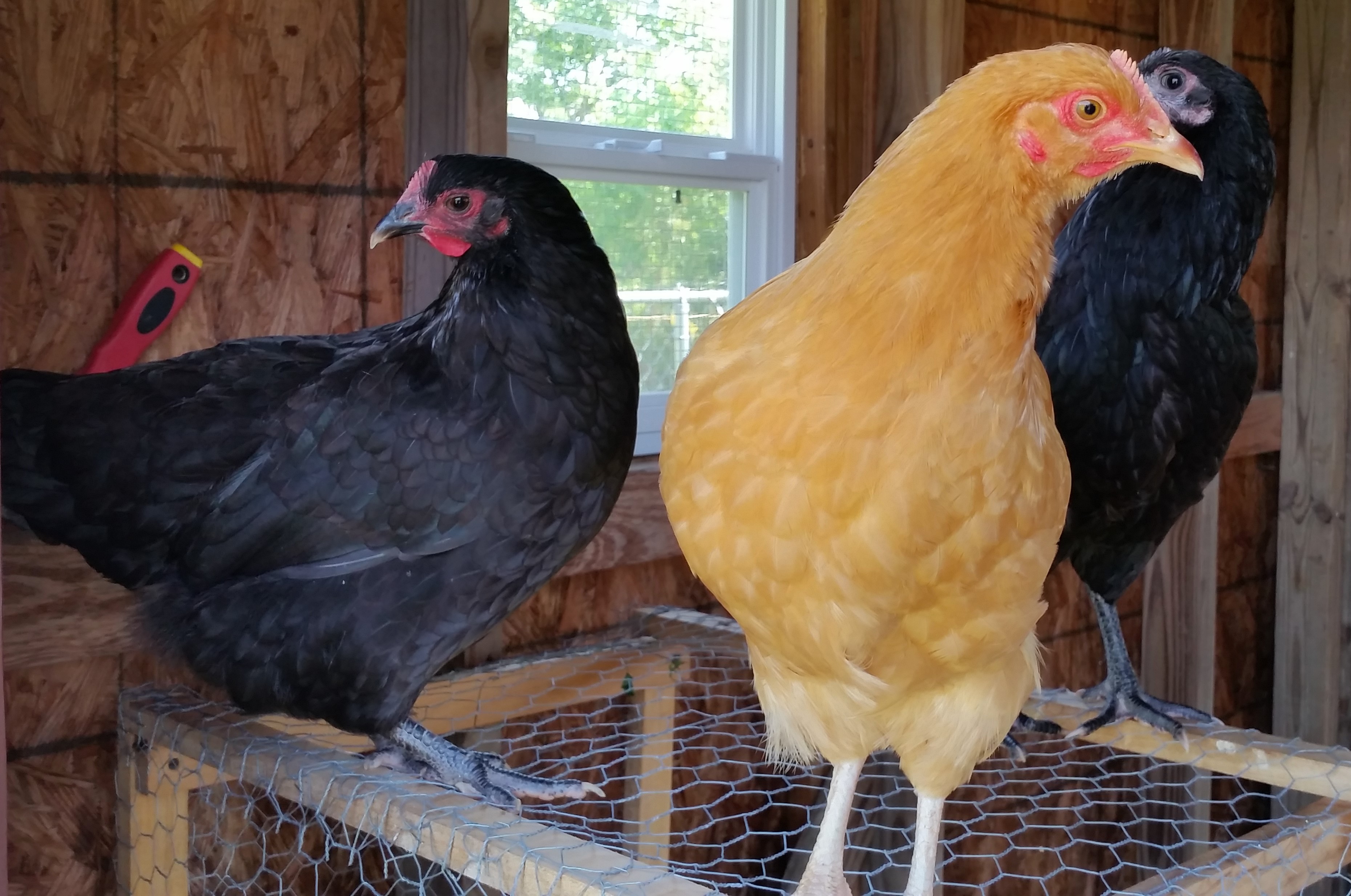 Australorp (21 weeks) Buff Orpington (18 weeks) and Australorp (18 weeks)