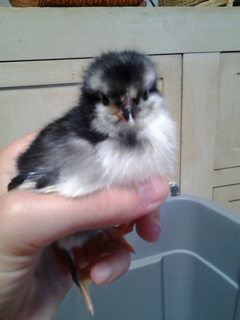 Australorp chick named Pengu
Grew to be a hen. Lost to illness