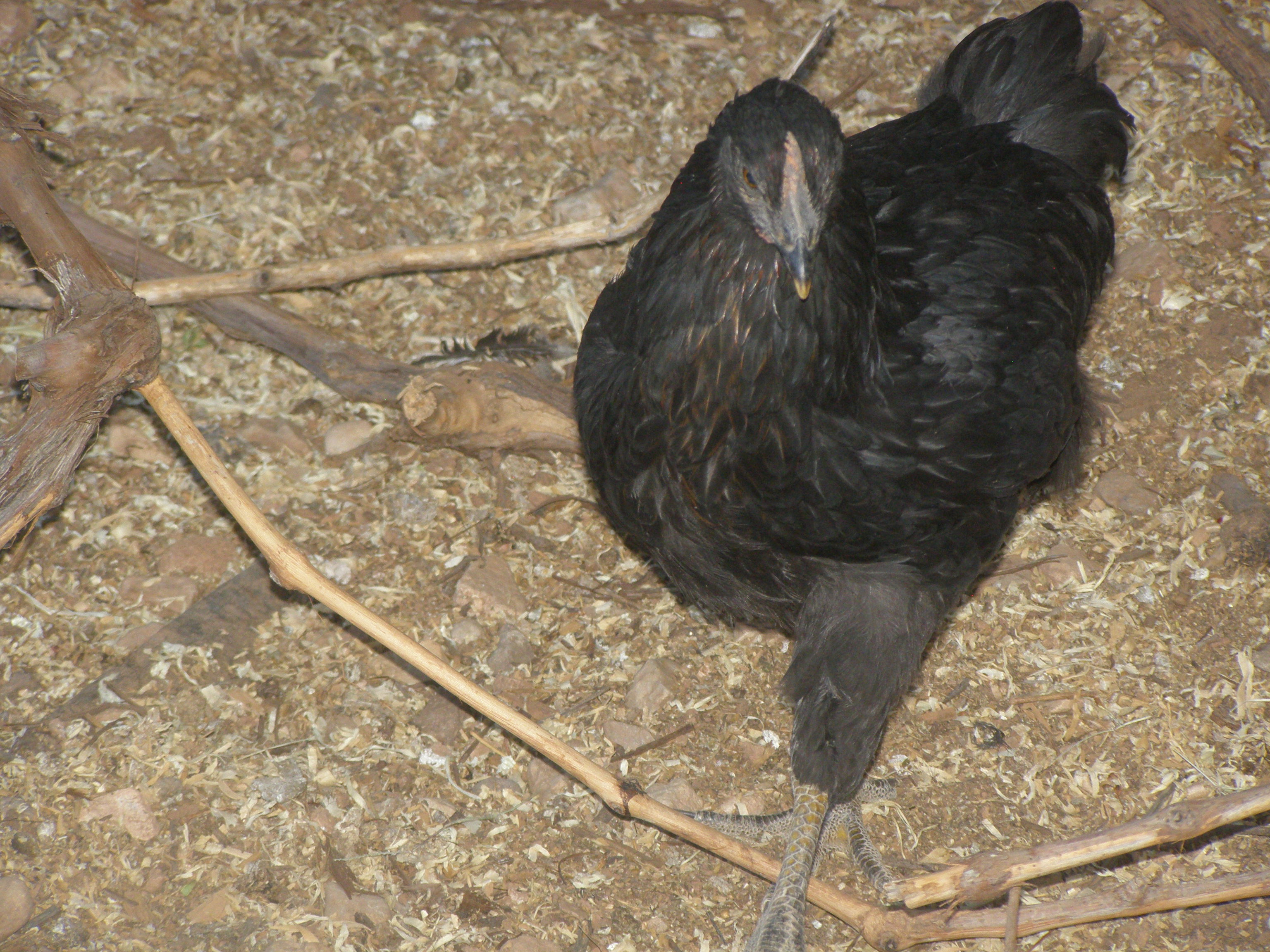 Australorp chicken.