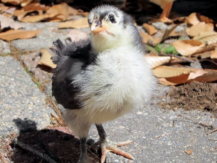 Australorp, "Midnight"