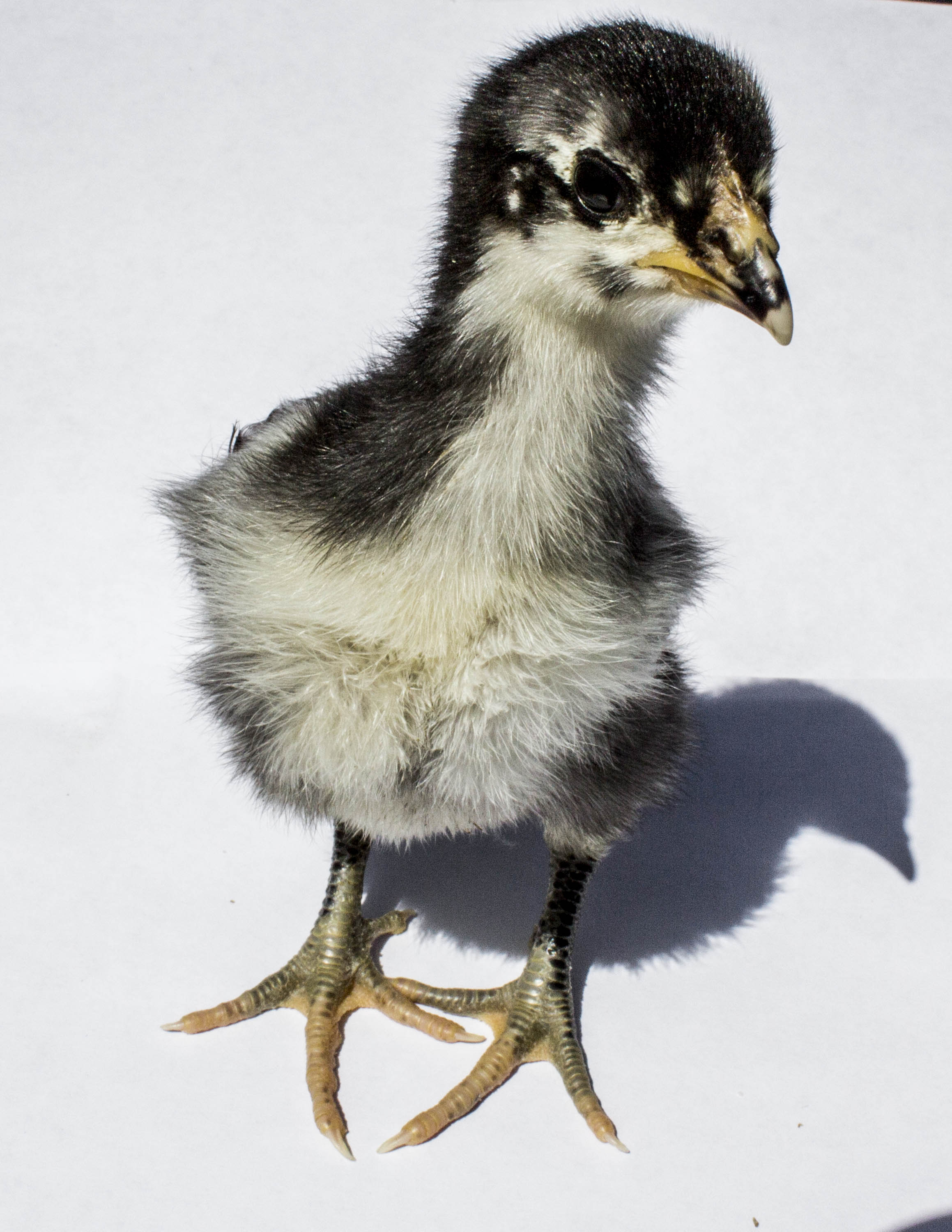 Australorp Pullet Hen