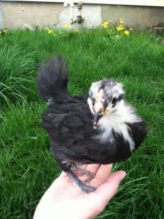 Australorp roosting on my hand :o)